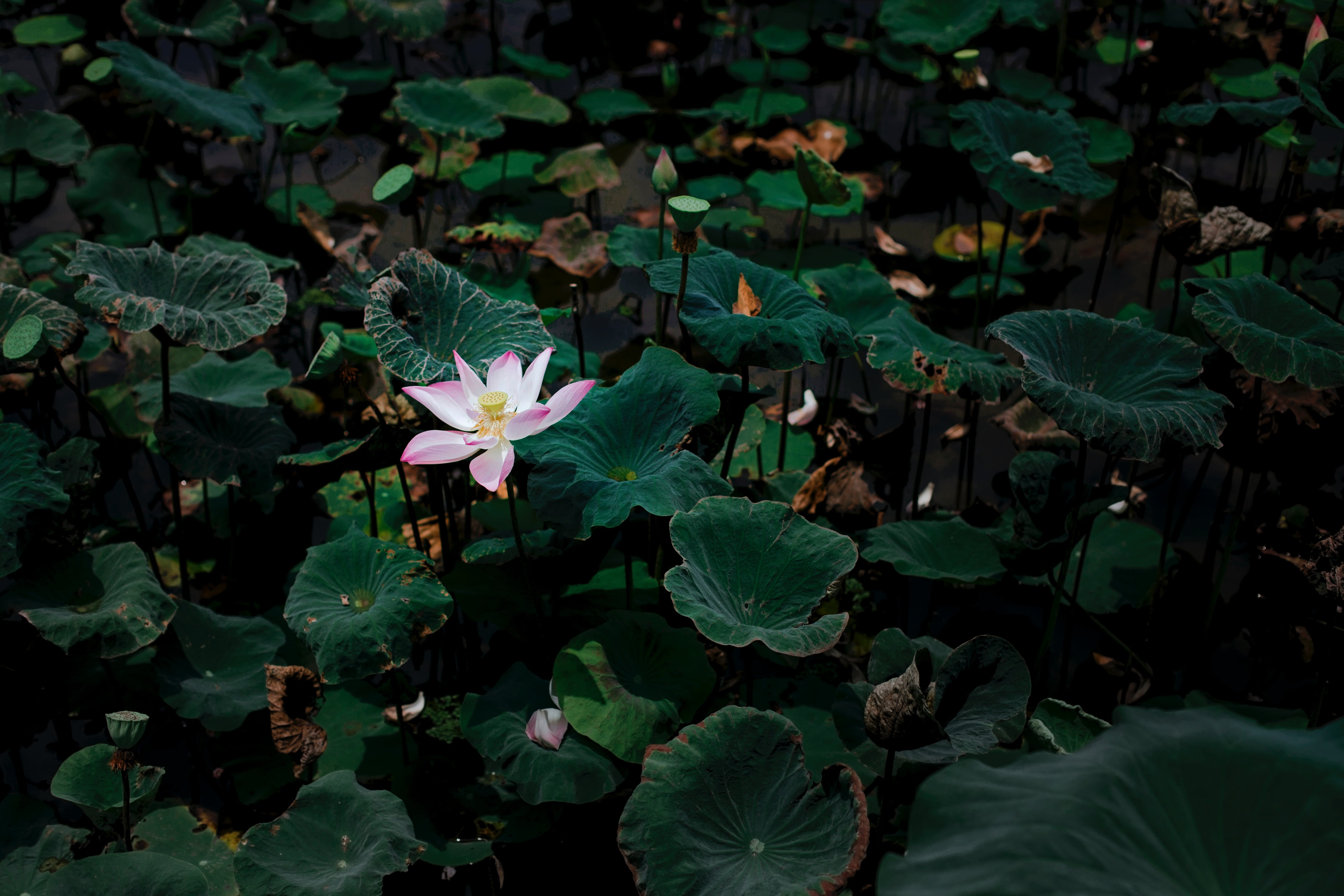 green color, pink, flowering plant, flower head, leaf, floating on water, fragility, nature, day, lotus water lily, 5K, lotus, outdoors, freshness, inflorescence, HD Wallpaper