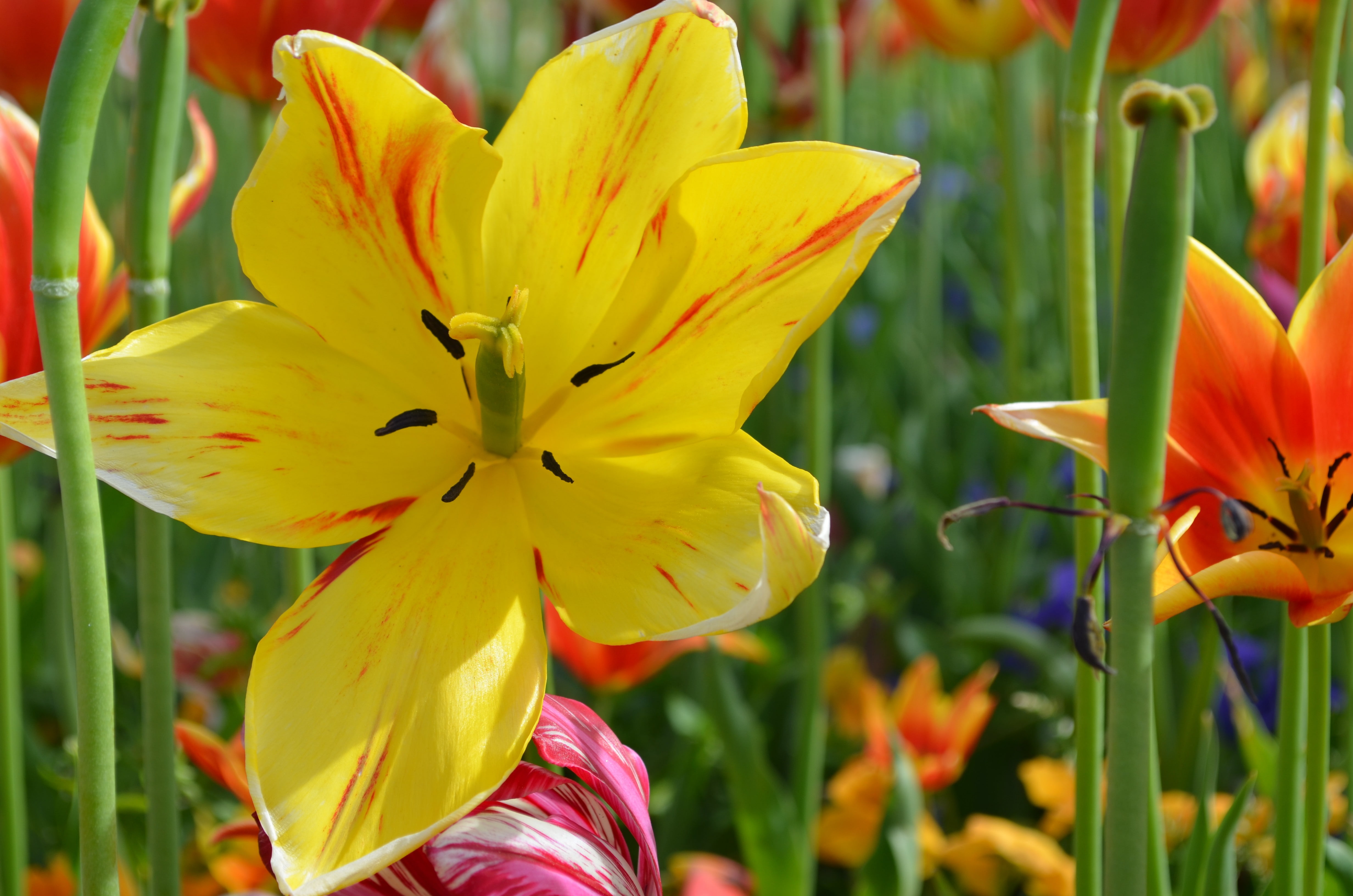 flower head, vulnerability, growth, lily, plant, beauty in nature, petal, 4K, day, no people, yellow, flowers, inflorescence, fragility, focus on foreground, HD Wallpaper