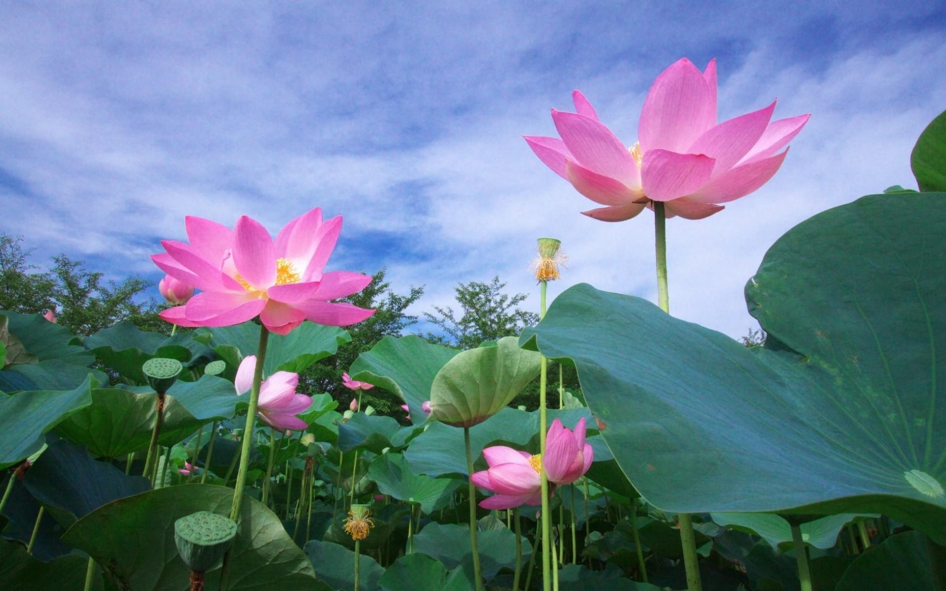 day, pink color, fragility, vulnerability, pink, sky, lotus water lily, beauty in nature, inflorescence, nature, freshness, no people, plant part, flowers, HD Wallpaper