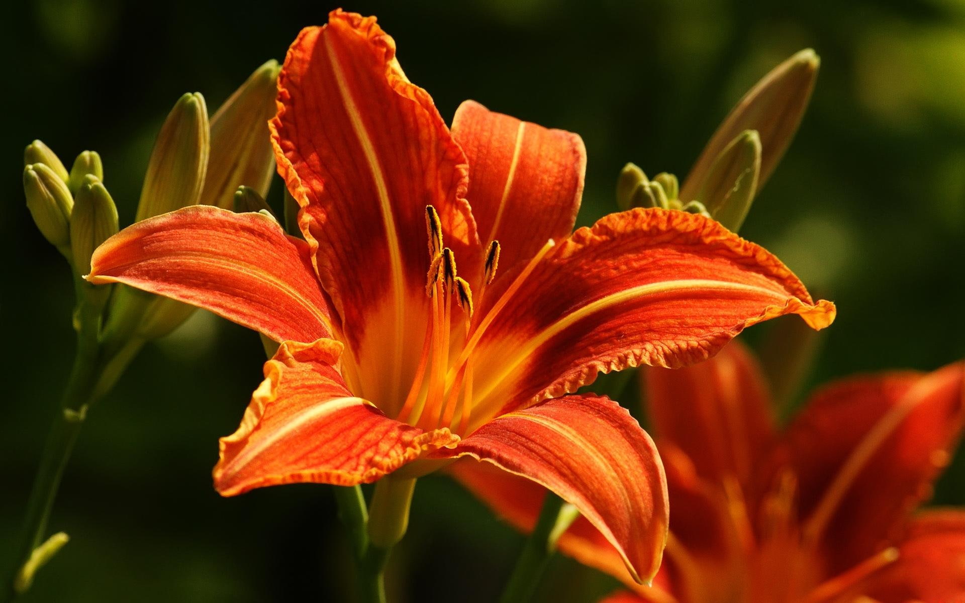 lilly, 1080P, lily, day, beautiful, flower, orange, nature and landscapes, HD Wallpaper