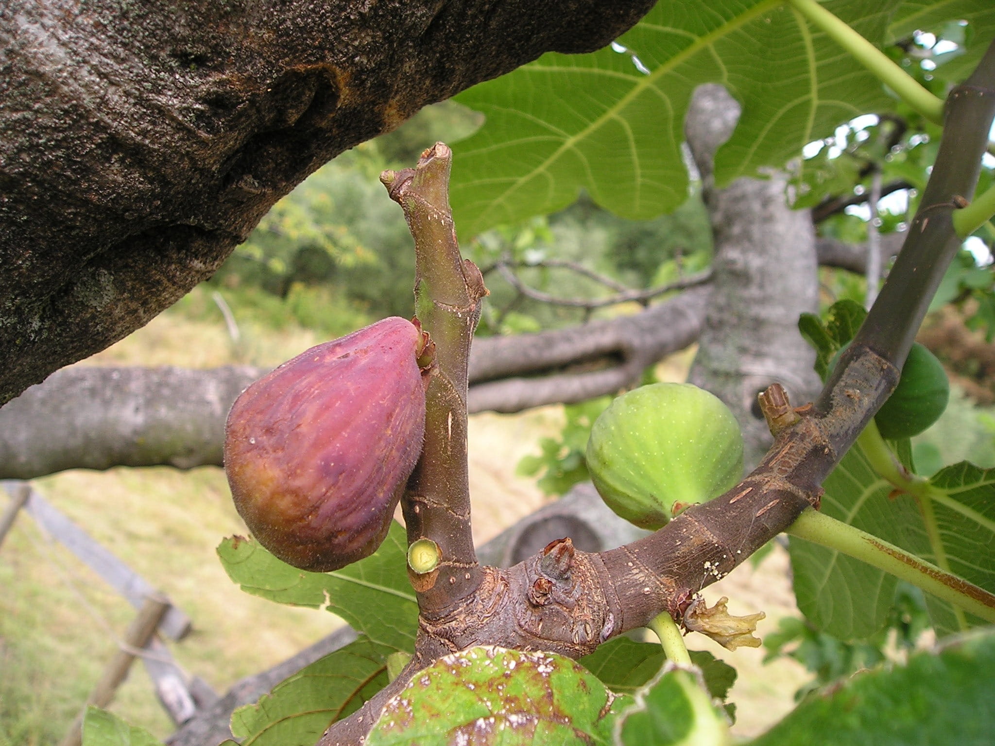 1080P, euro dynasty, plant, food, eat, outdoors, sweet, tree trunk, ficus, leaf, tree, trunk, healthy eating, food and drink, day, frisch, italy, no people, HD Wallpaper