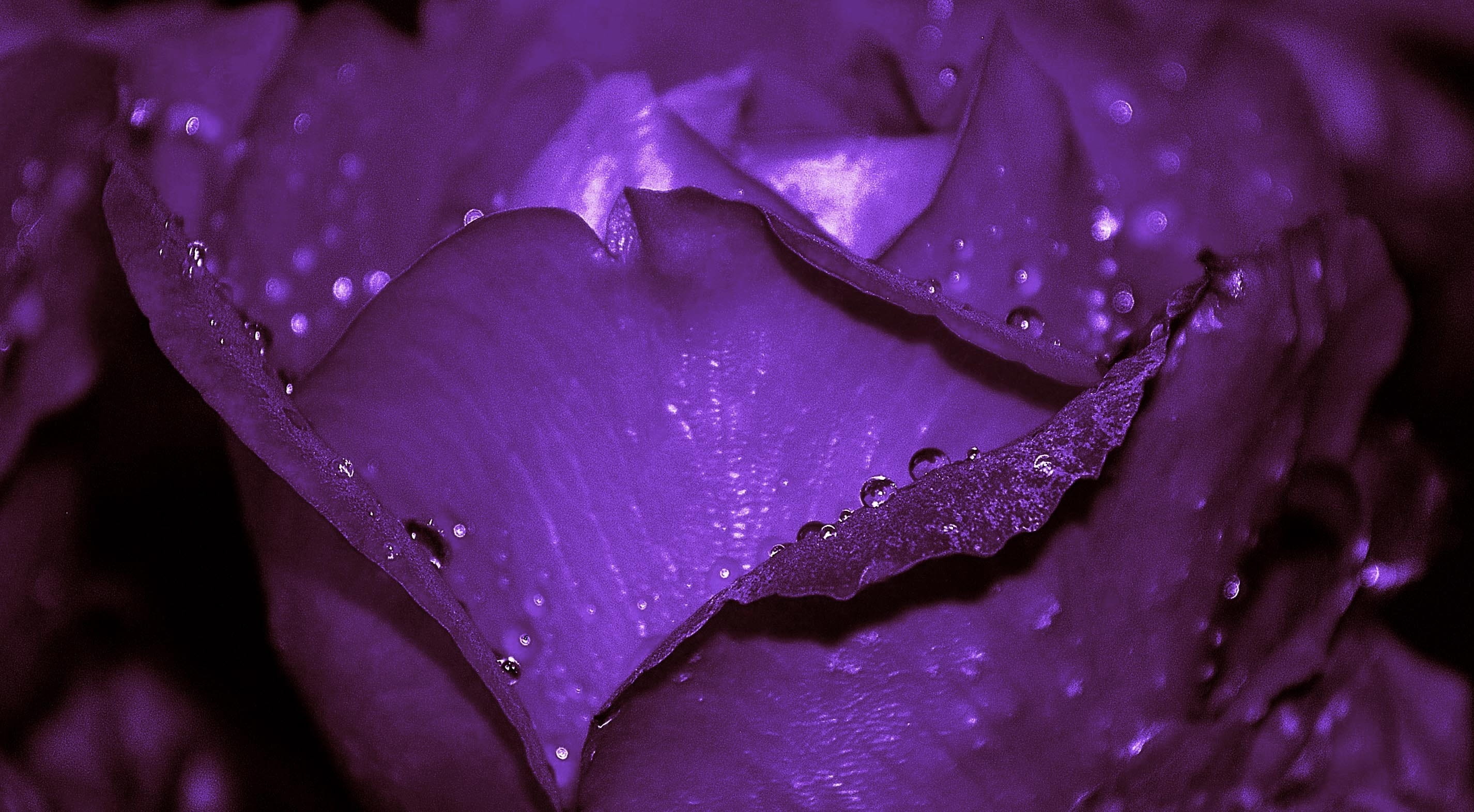 water, wet, rose, purple, love, plant, blossom, leaf, flowers, close-up photography, nature, rosids, beauty in nature, photography, inflorescence, drop, HD Wallpaper