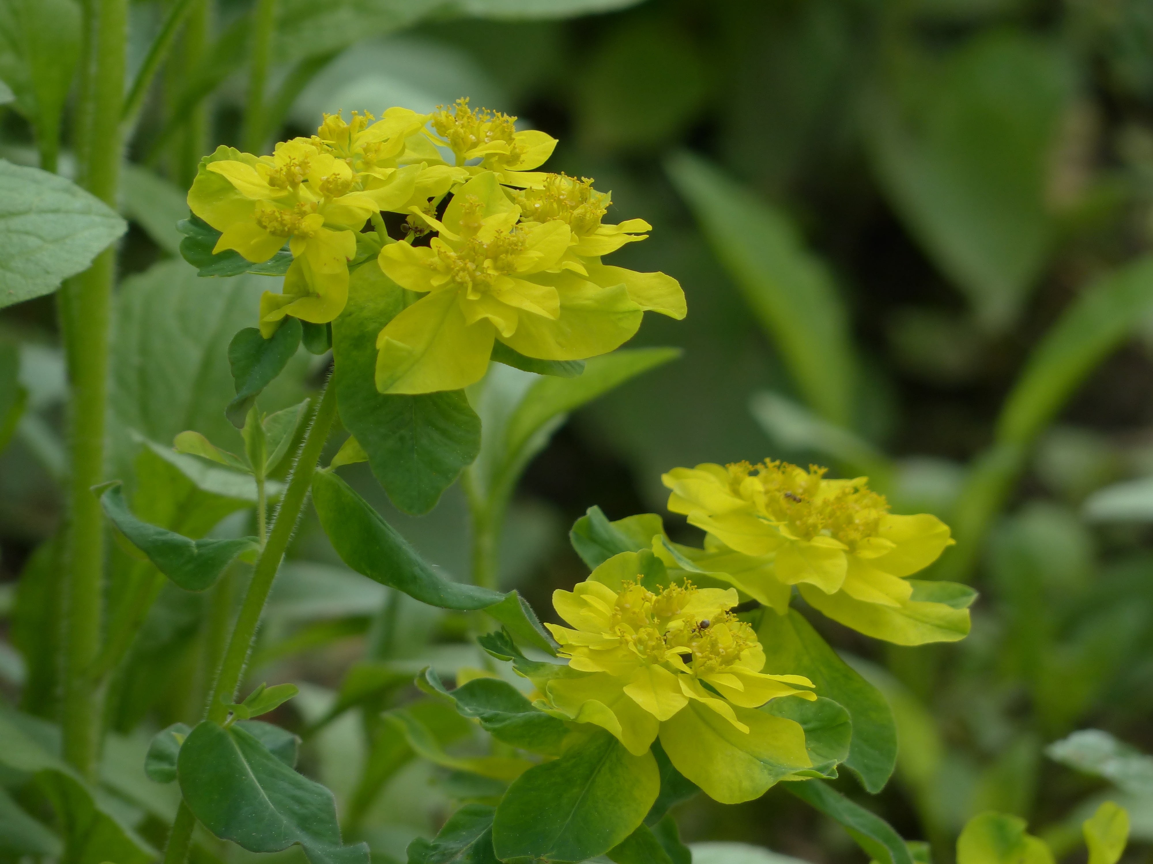 green color, plant part, springtime, yellow, malpighiales, bilious green, lemon, euroside, green, close-up, leafed, day, invertebrate, vulnerability, gold spurge, HD Wallpaper
