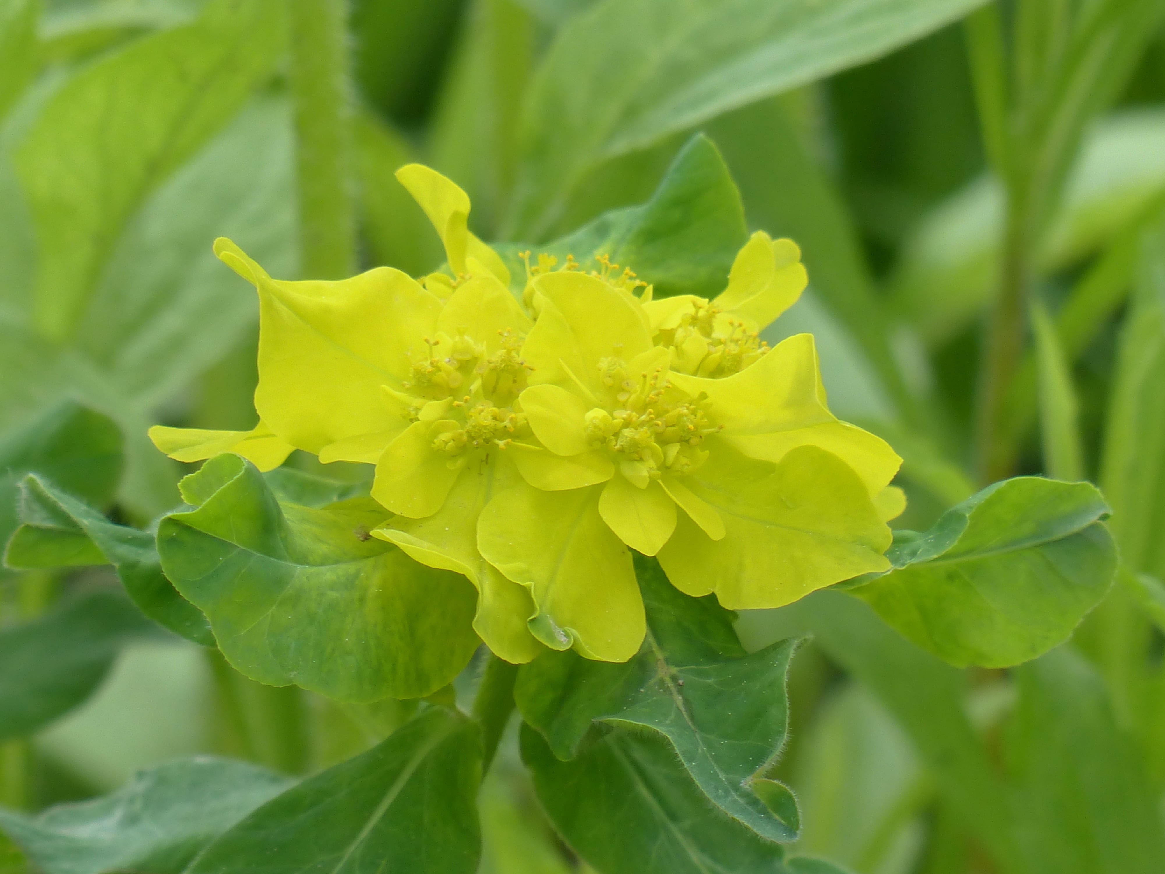 bloom, malpighiales, euroside, yellow, spurge family, bilious green, inflorescence, closeup, euphorbia, flower, photography, day, no people, outdoors, plant, HD Wallpaper