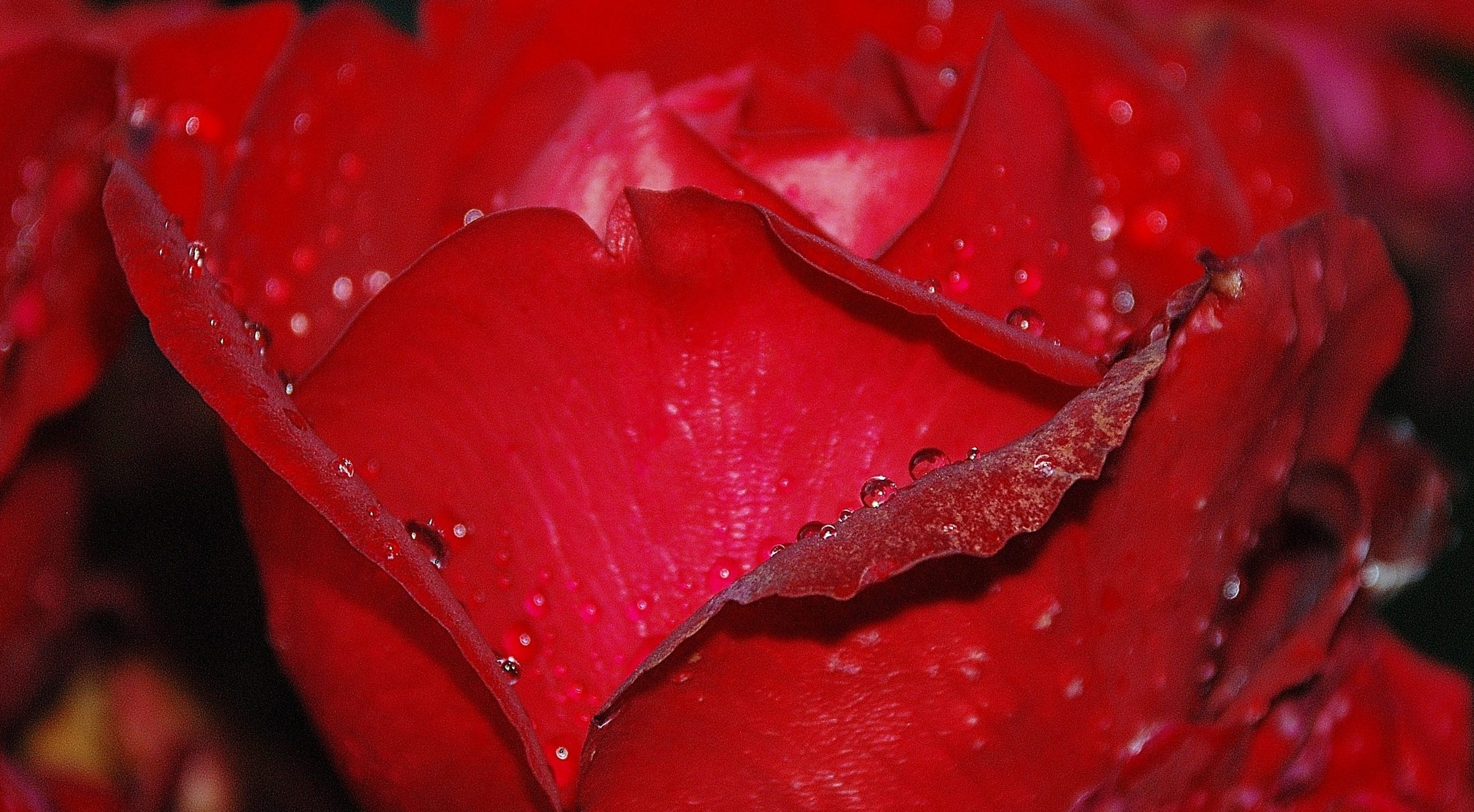 wedding, romantic, rose, beauty, close-up, natural, passion, fragility, petal, flowery, roses, wet, freshness, growth, drop, leaves, rosoideae, raindrop, HD Wallpaper