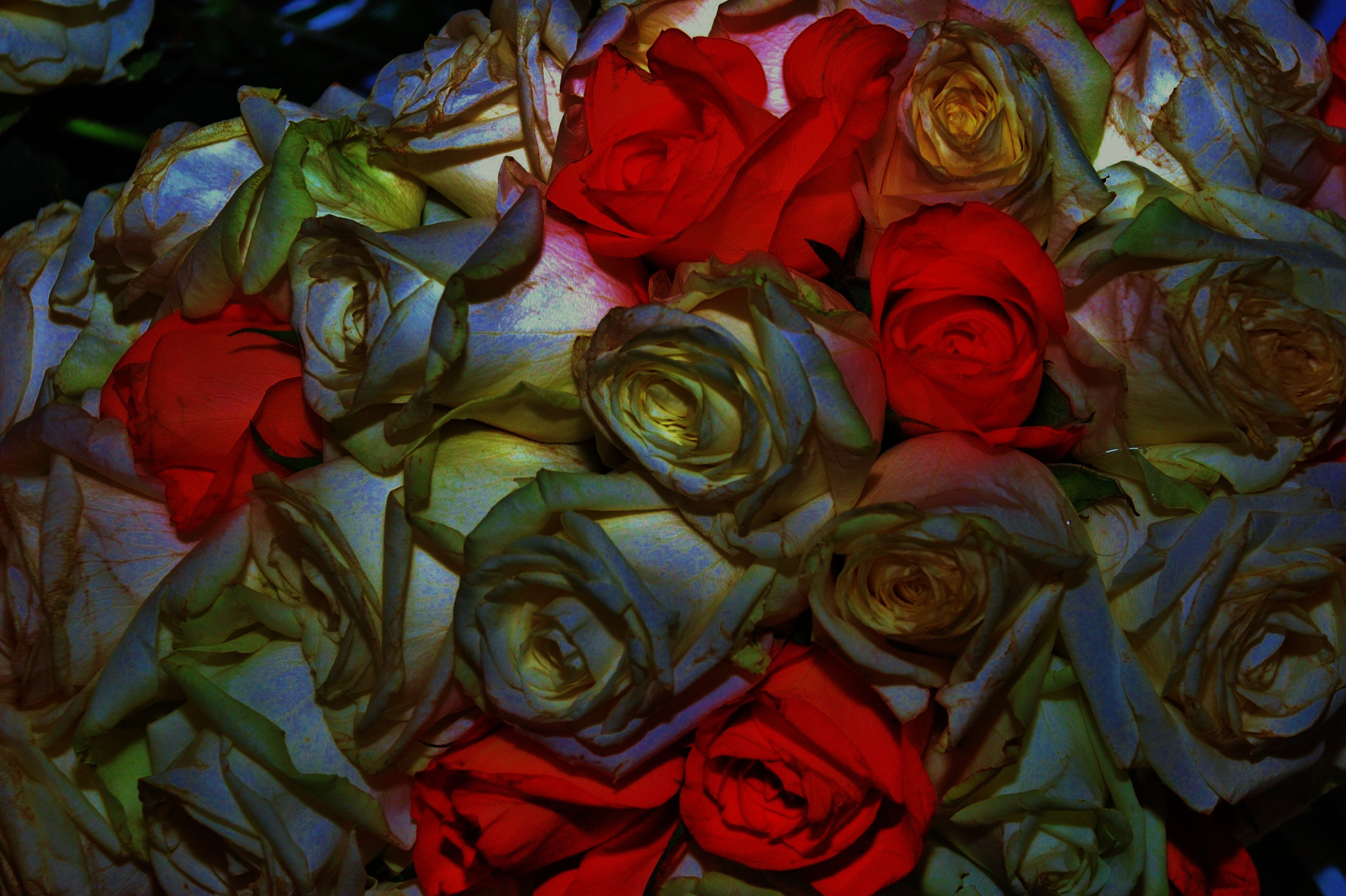 wedding, close-up, romantic, beauty in nature, fragility, plant, flowery, flower, petal, bouquet, rosoideae, rosaceae, multi colored, floral, abundance, HD Wallpaper
