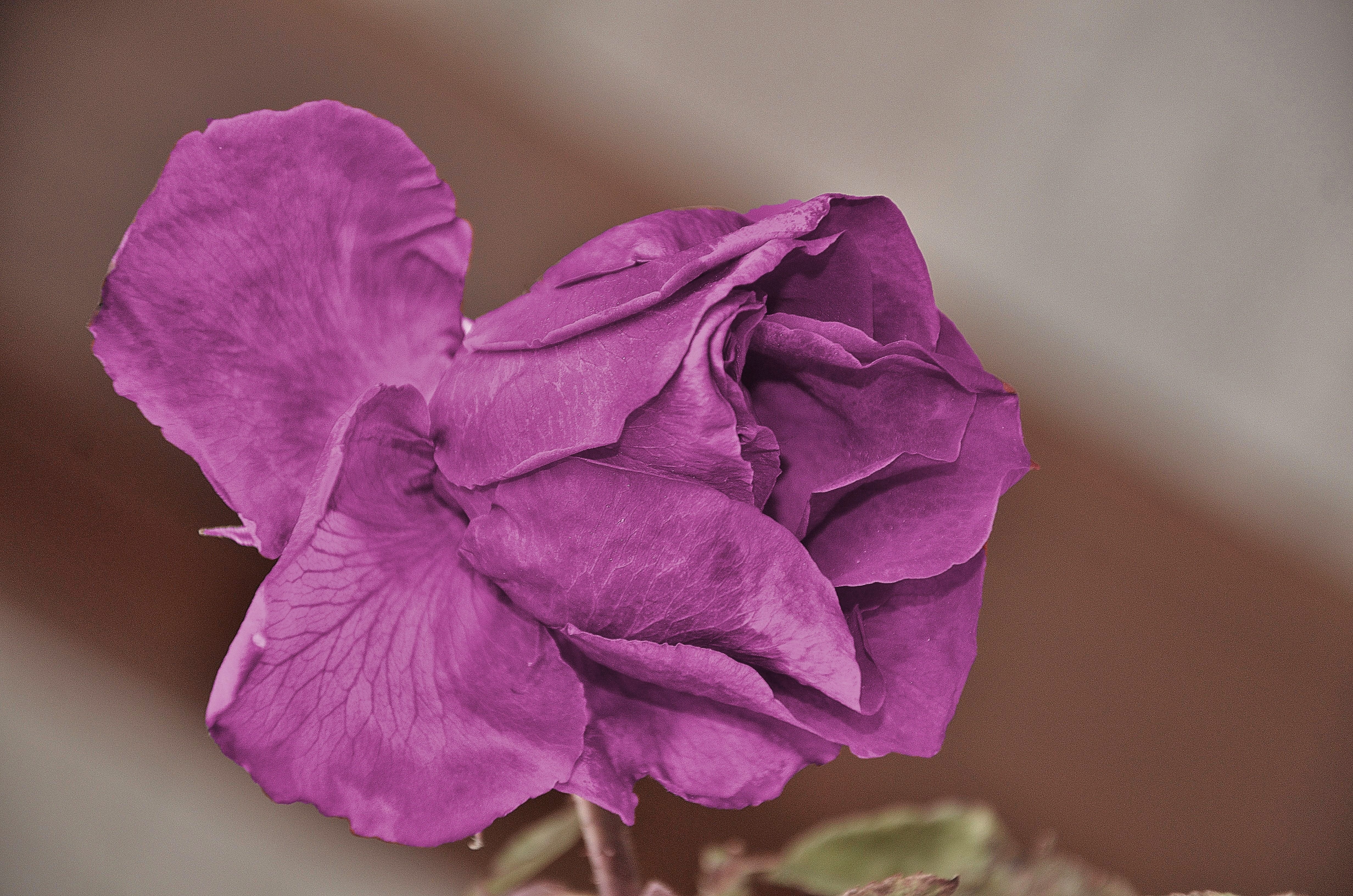 plant, summer, fresh, inflorescence, petal, rosoideae, rosids, growth, purple, passion, flowers, no people, indoors, flowery, closeup, flower head, romantic, HD Wallpaper