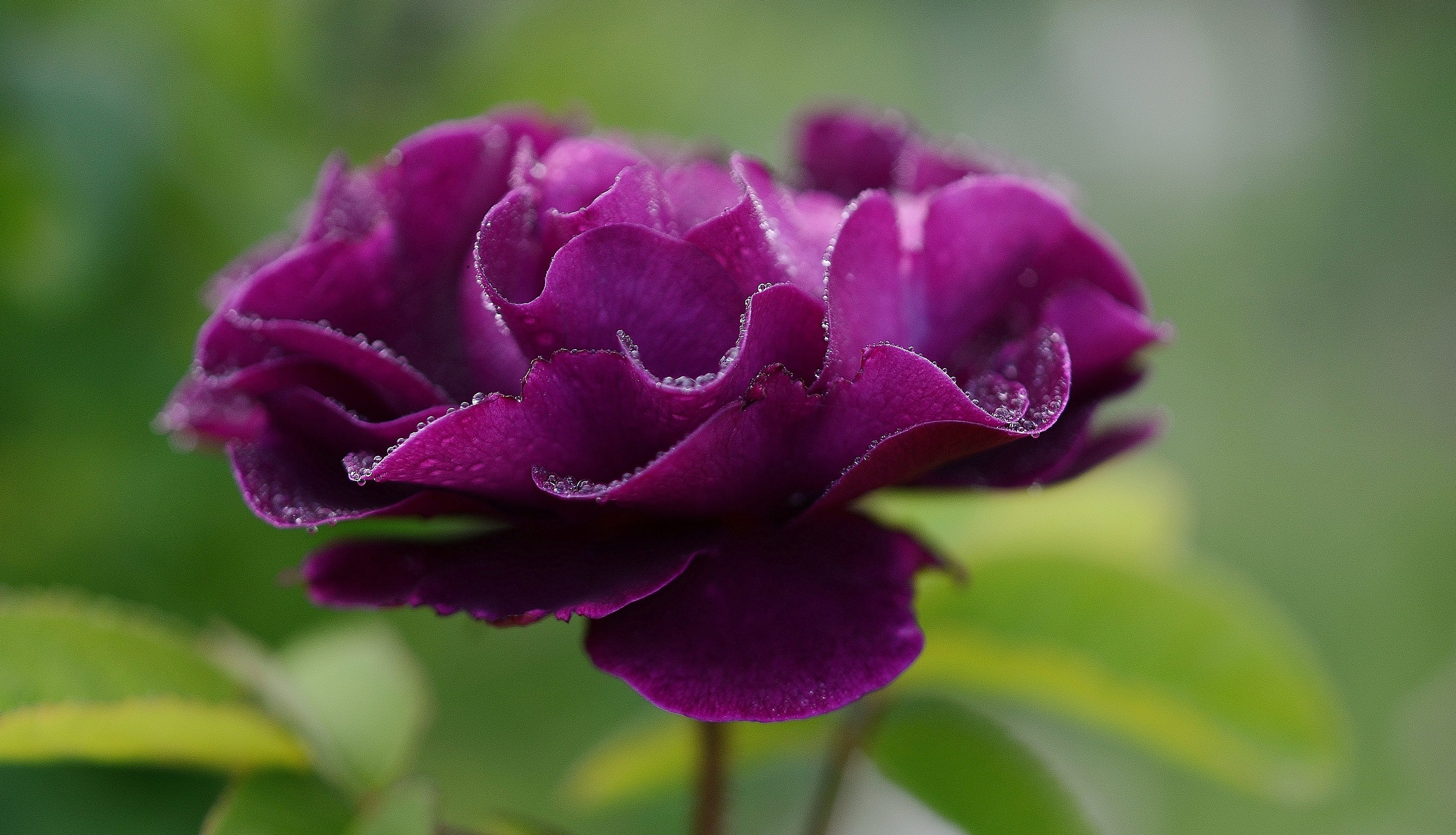 growth, plant, close-up, flower head, velvety, day, focus on foreground, roses, fresh, softness, purple, romantic, fragility, wedding, camellia, nature, HD Wallpaper
