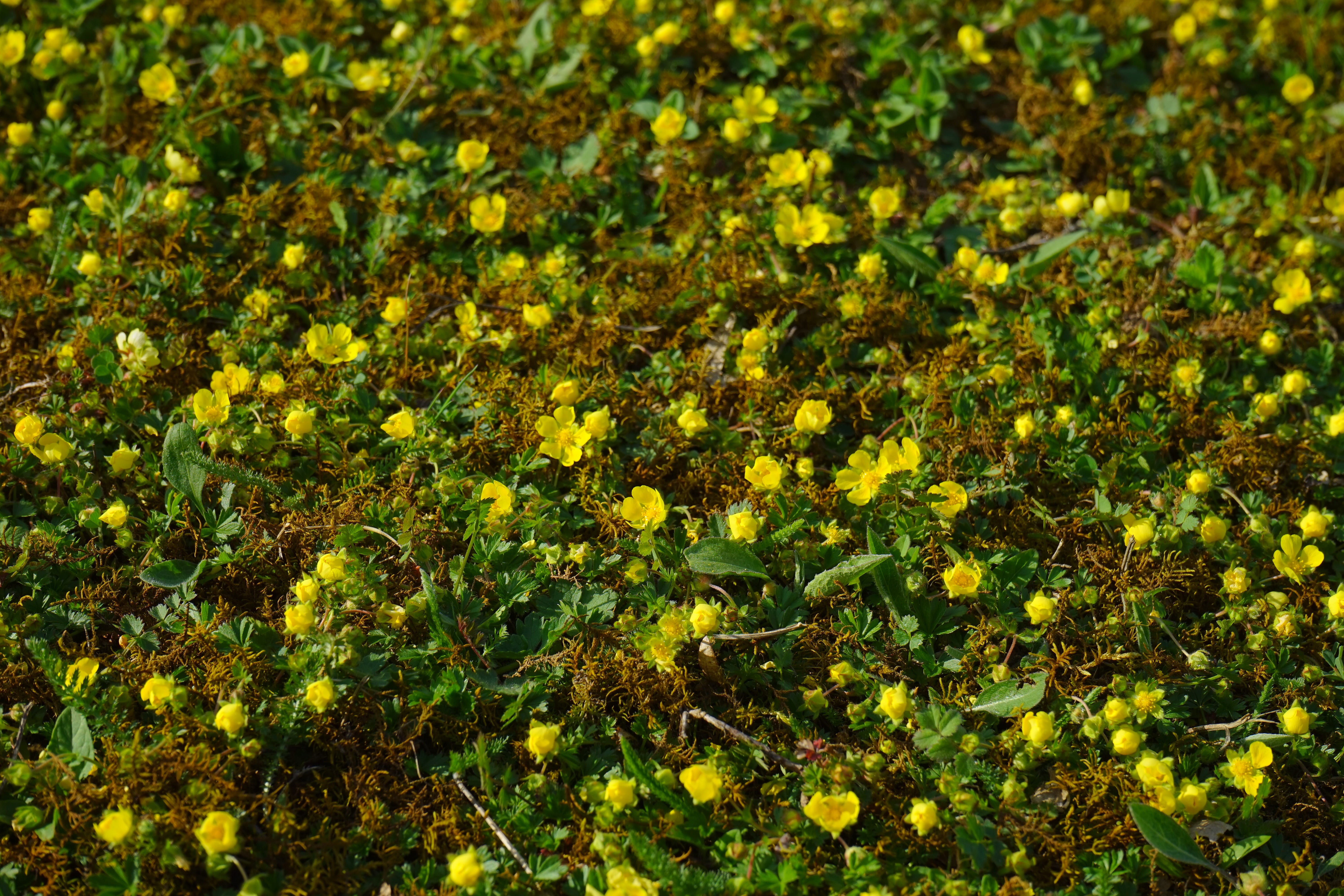 outdoors, plant, growth, gold strawberry, freshness, field, abundance, waldsteinie, rush, land, day, fragility, waldsteinia fragarioides, Flower, strawberry waldsteinie, HD Wallpaper