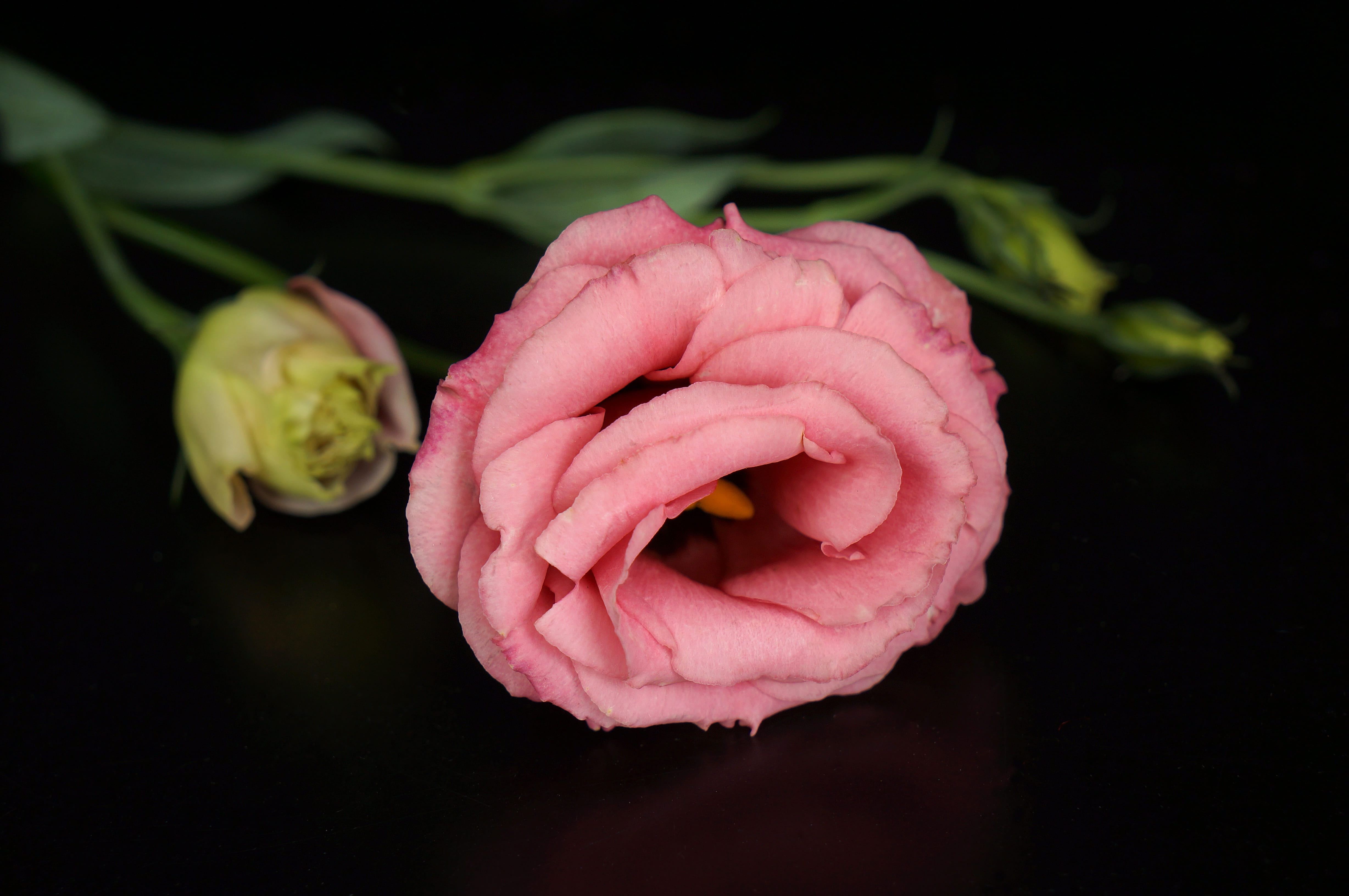 springtime, no people, close-up, vulnerability, flower head, petal, growth, freshness, pink color, rose - flower, studio shot, beauty in nature, pink, flowers, HD Wallpaper