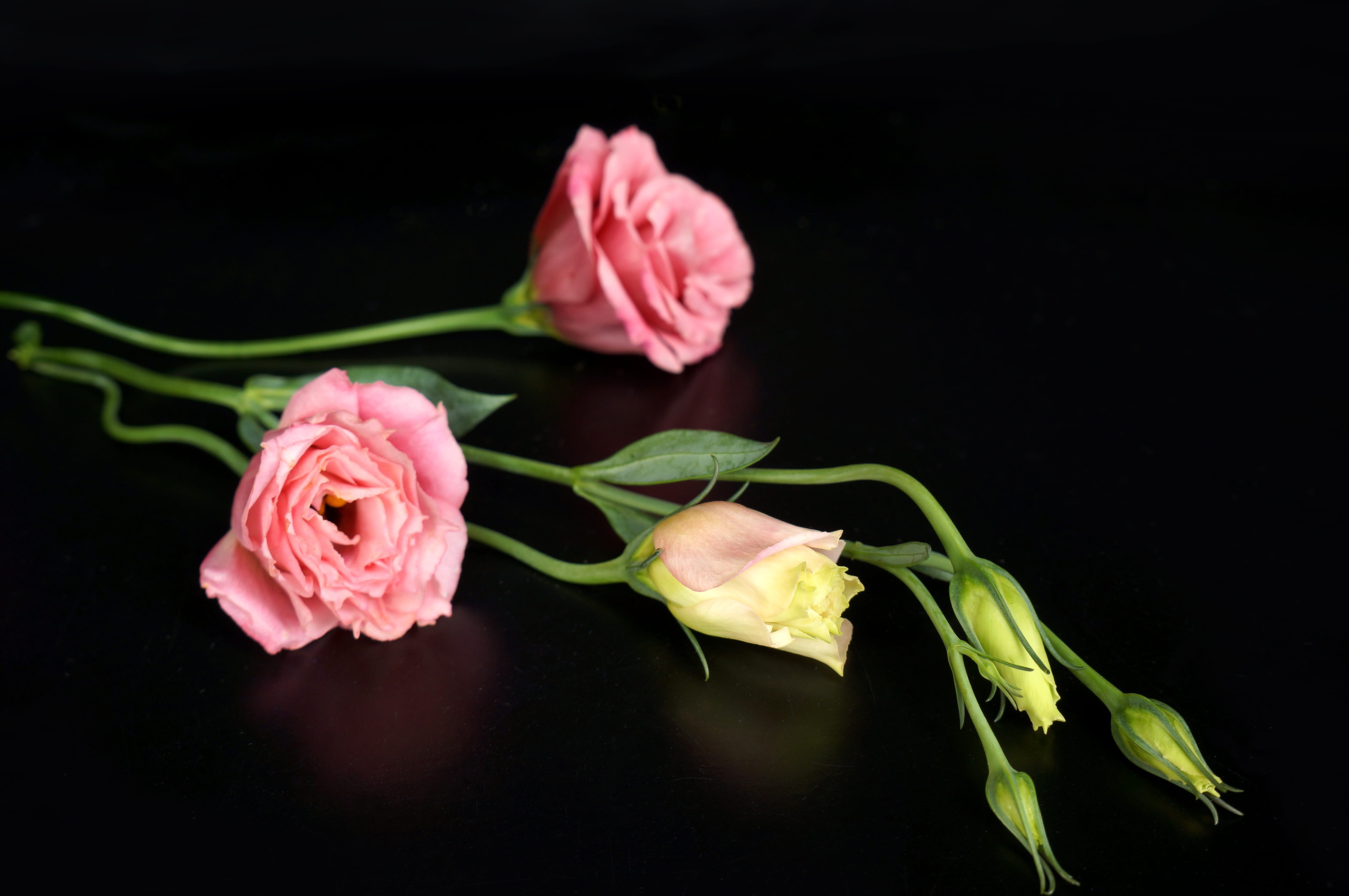 pink color, flowers, rose - flower, freshness, vulnerability, rose, no people, flower head, studio shot, flower, flowering plant, close-up, petal, fragility, HD Wallpaper