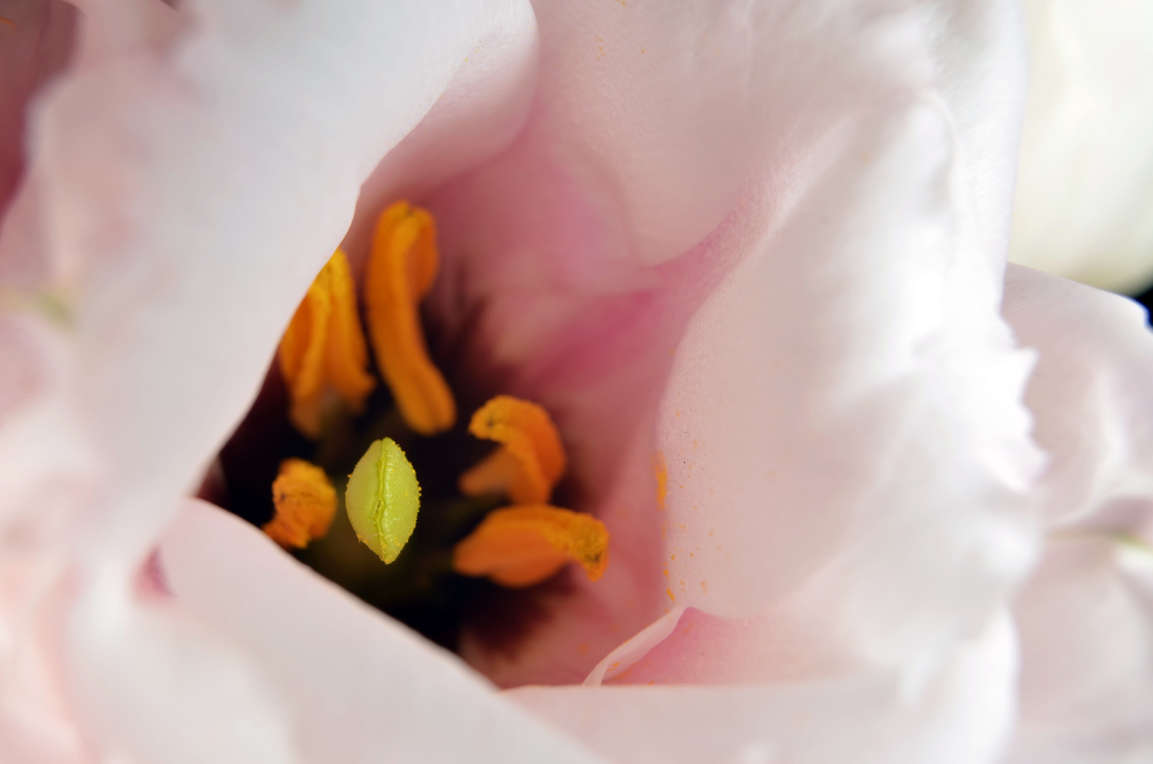 4K, flower head, inflorescence, close-up, bloom, Lisianthus, flower, springtime, green, orange, beauty in nature, freshness, noble, tender, blossom, outdoors, HD Wallpaper