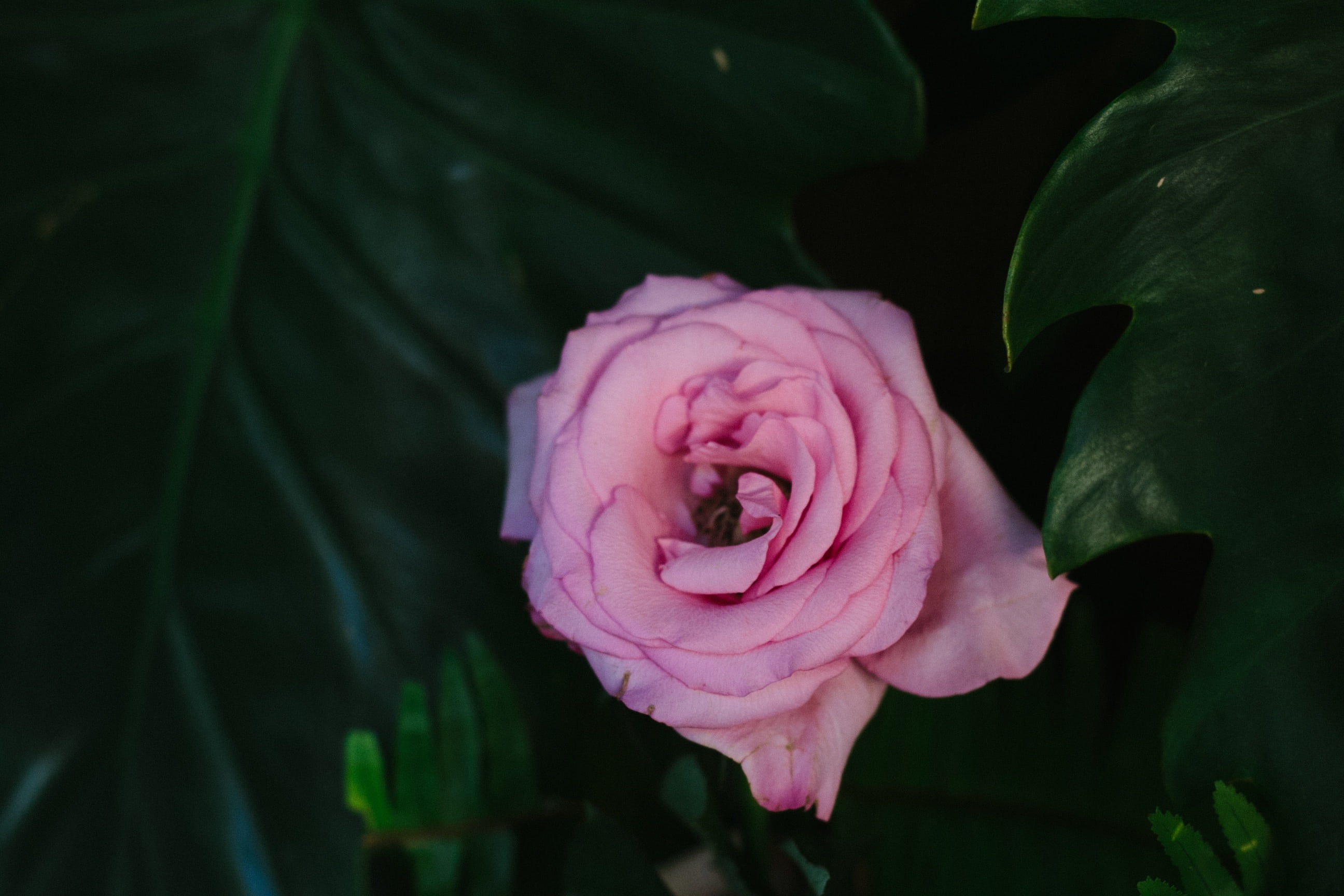 flowering plant, nature, flower, pink, photography, plant part, rose - Flower, beauty in nature, 2K, inflorescence, softness, freshness, vulnerability, HD Wallpaper