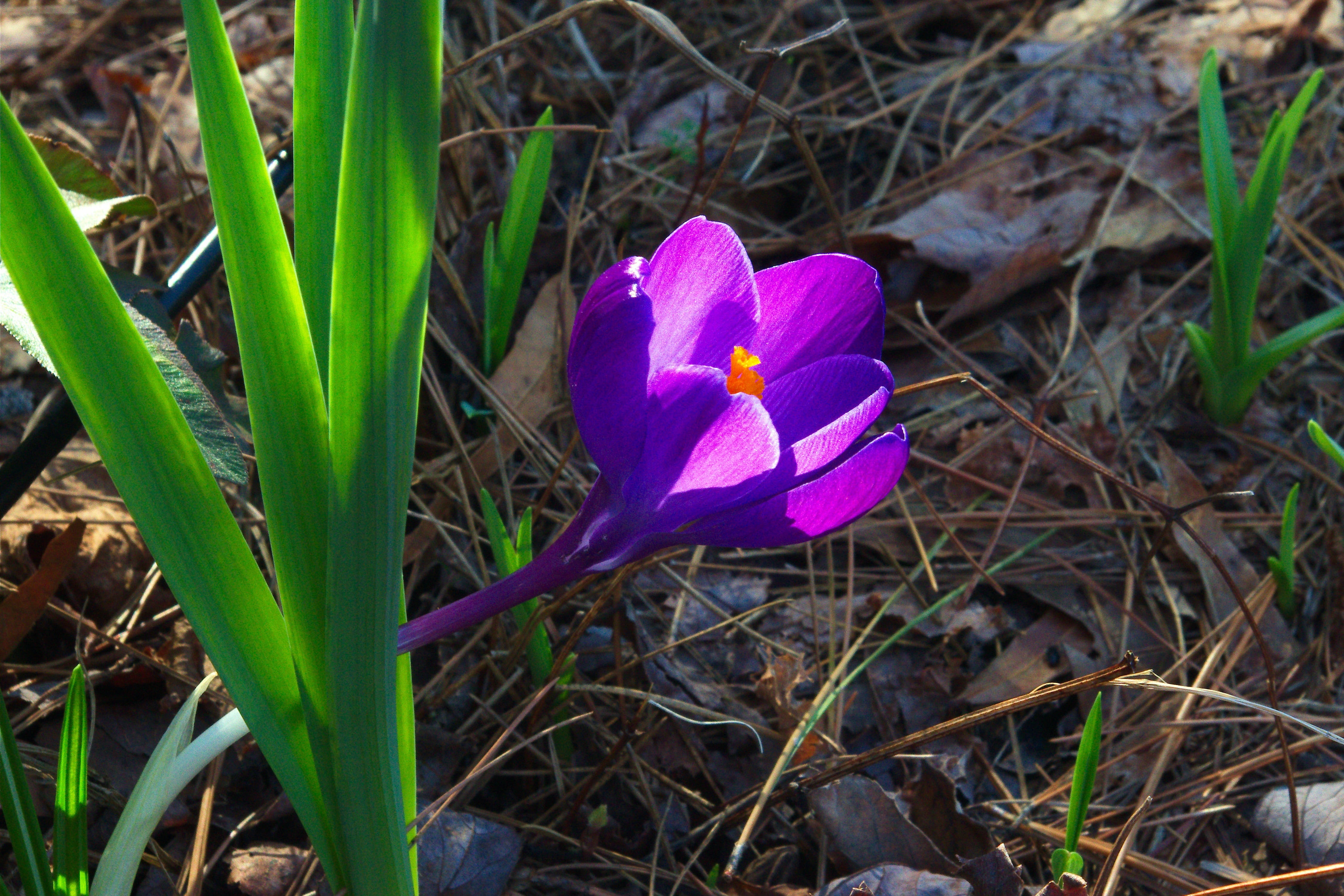 colorful, blossom, early, flower head, purple, petal, fragility, nature, bloom, corm, spring, day, close-up, flowering plant, no people, green, vulnerability, HD Wallpaper