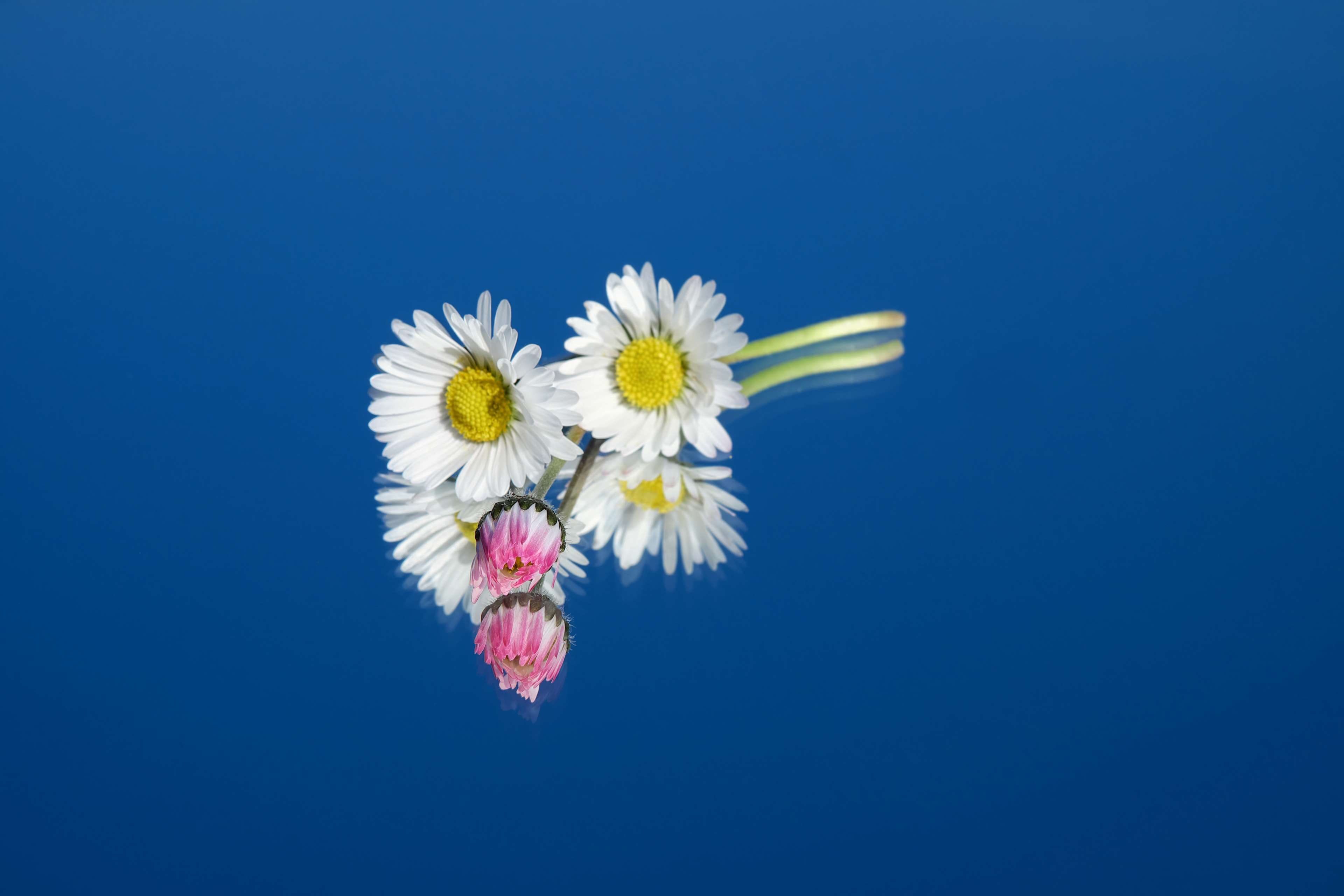freshness, purity, cure, flowering plant, 4K, geese flower, flower, indoors, food plant, little daisy, flower arrangement, blue background, flower head, HD Wallpaper