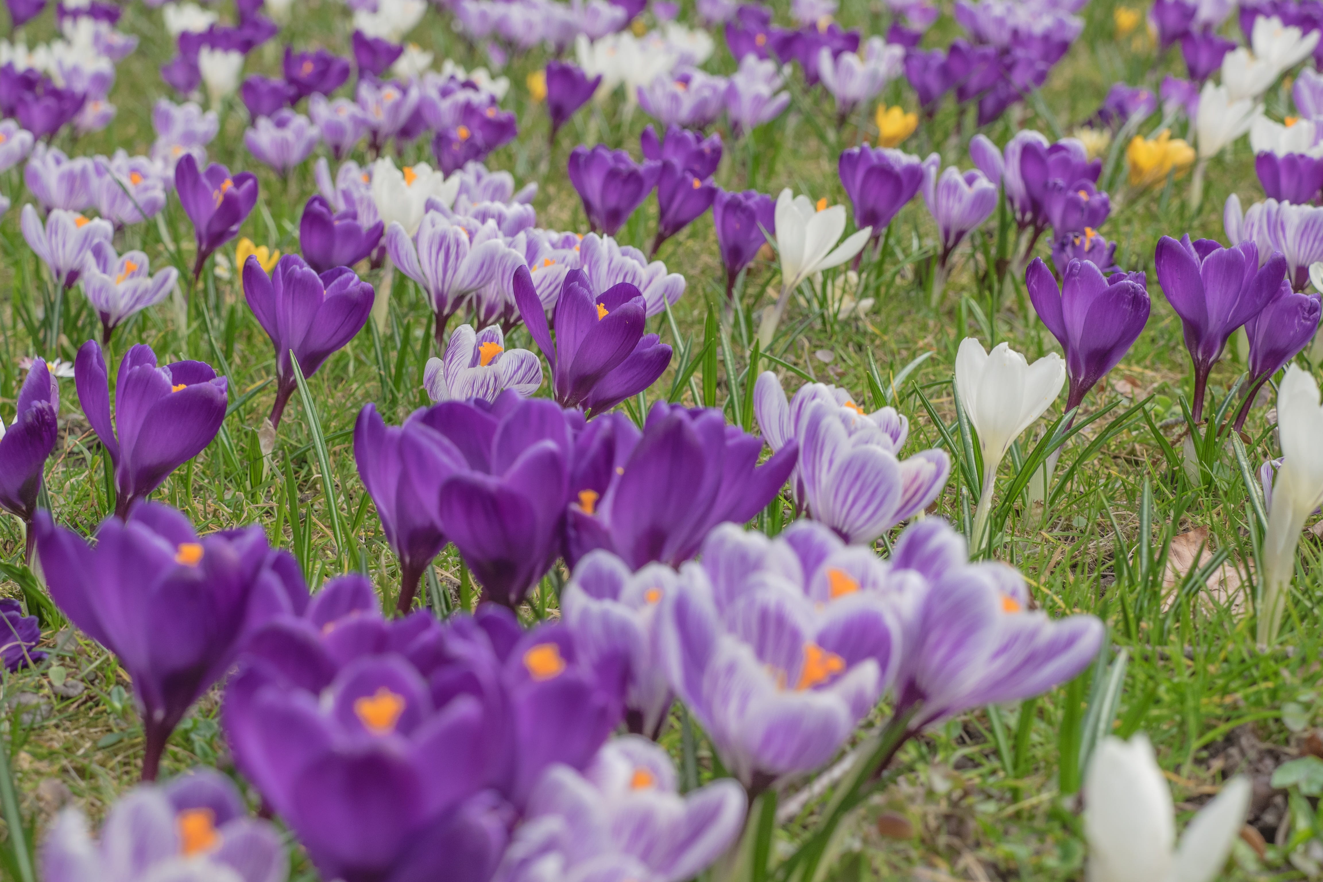 frühlingsanfang, spring saffron, bloom, plant, blossom, purple, flower, no people, violet, the beginning of spring, spring, growth, nature, beauty in nature, HD Wallpaper
