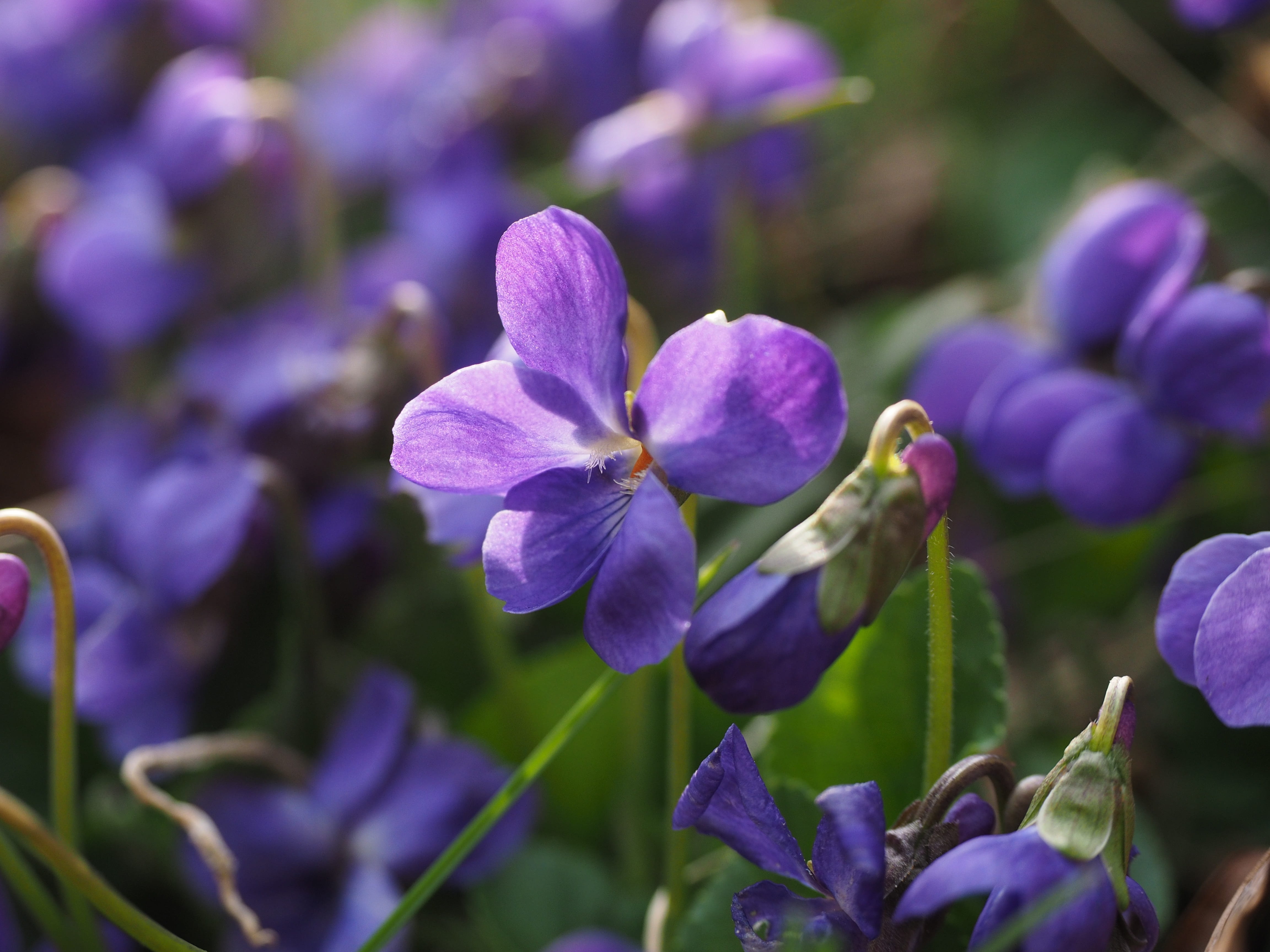 violet plant, freshness, inflorescence, fragrant, 4K, smell, nature, forest, bloom, plant, focus on foreground, bud, selective focus, purple, close-up, HD Wallpaper