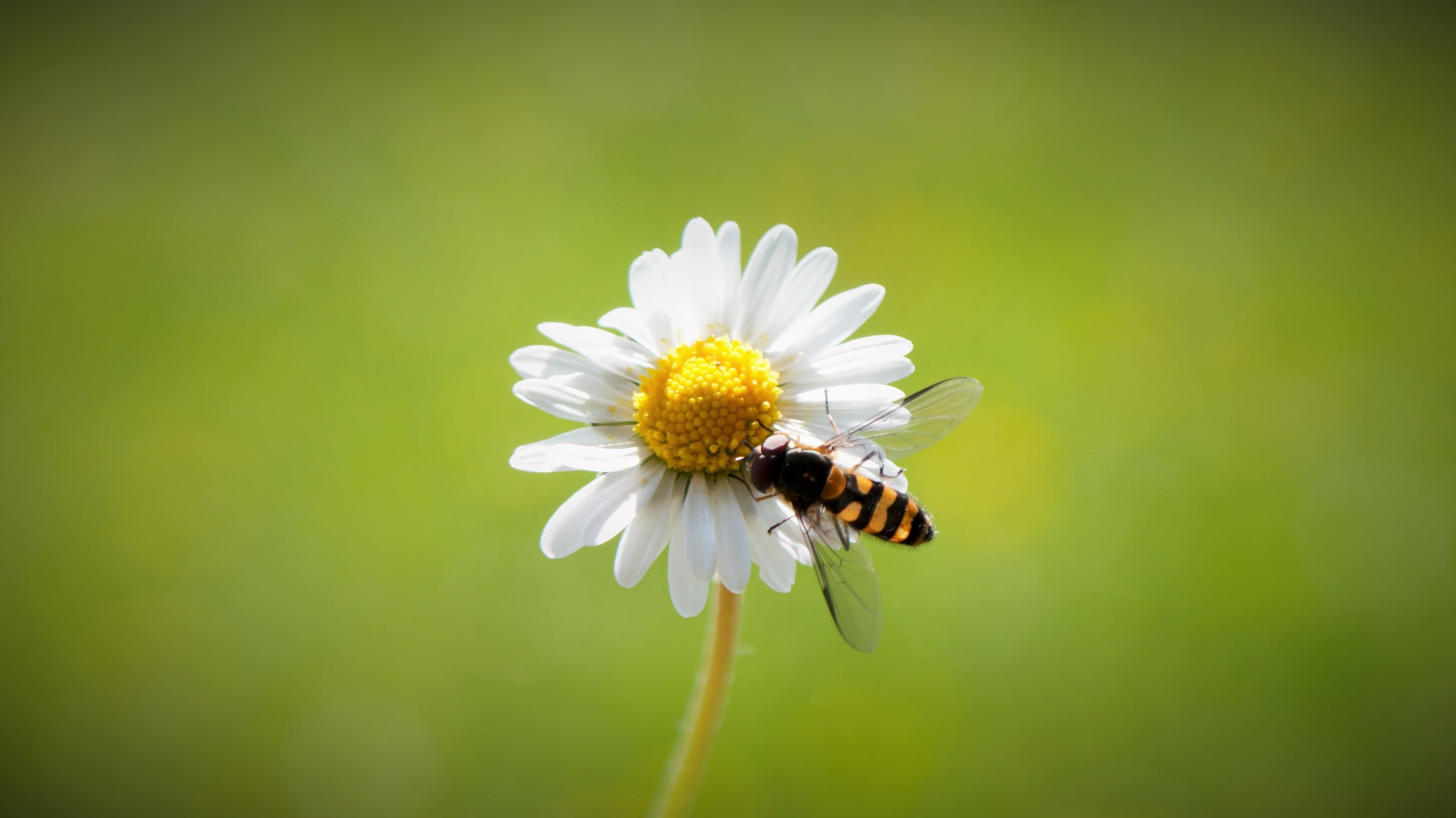 mood, hummel, petal, plant, green background, beauty In Nature, freshness, harbinger of spring, white color, insect, animals in the wild, blossom, bee, HD Wallpaper