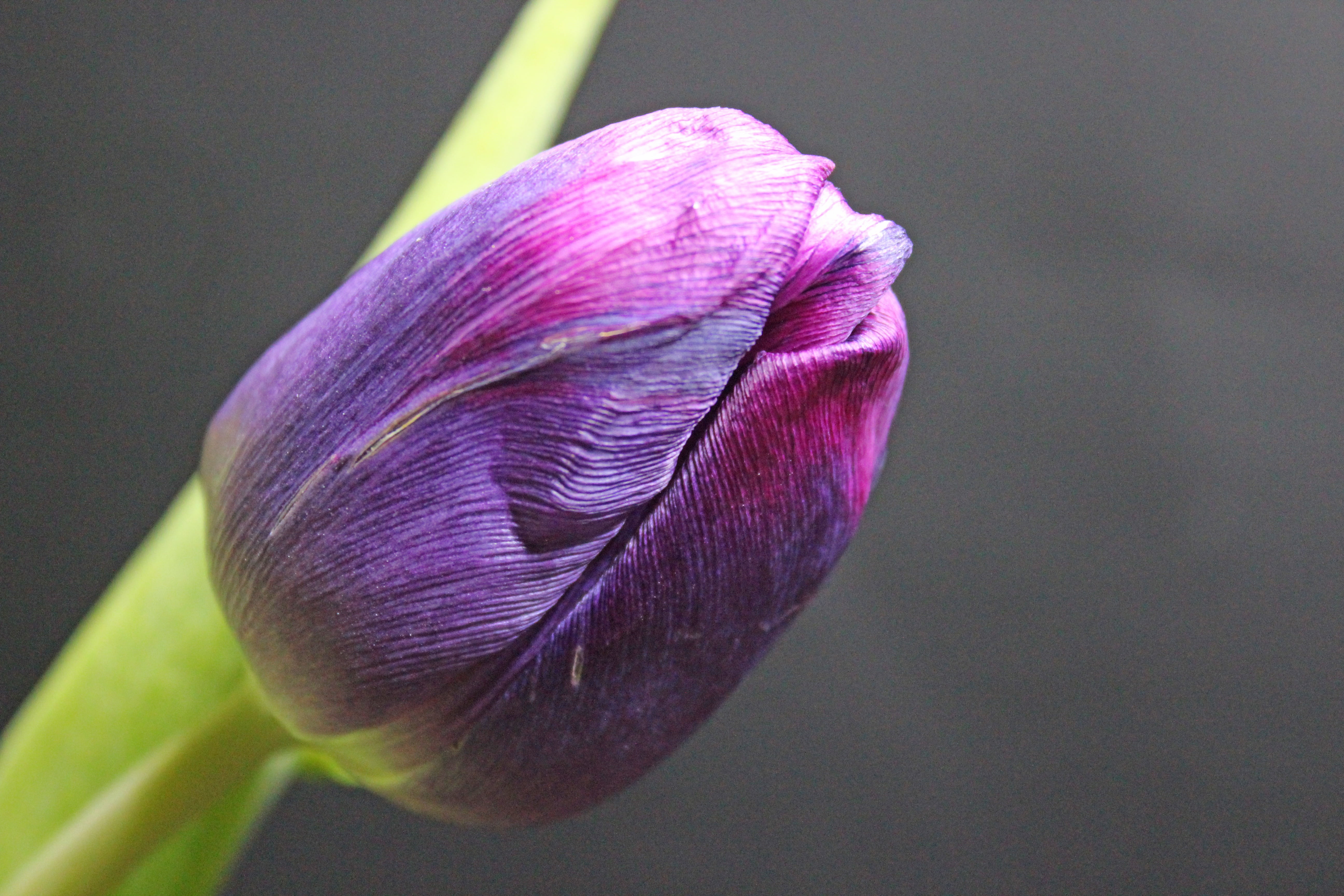 close-up, outdoors, 5K, flower head, tulip, focus on foreground, plant, early bloomer, flowers, freshness, springtime flowers, close, no people, softness, HD Wallpaper
