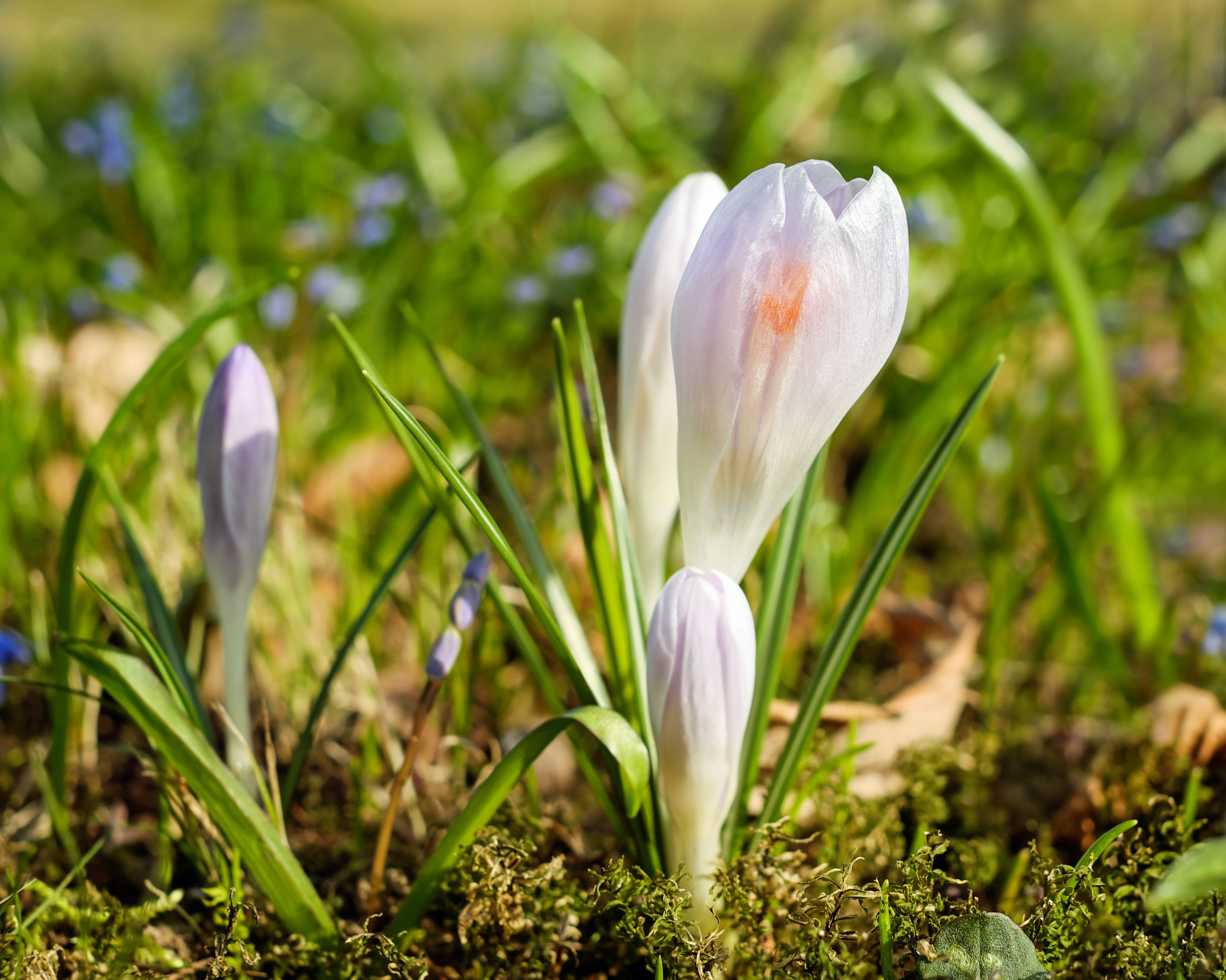 flower, white color, flowering plant, plant, outdoors, flowers, inflorescence, growth, spring crocus, close-up, petal, springtime, closeup, land, no people, HD Wallpaper