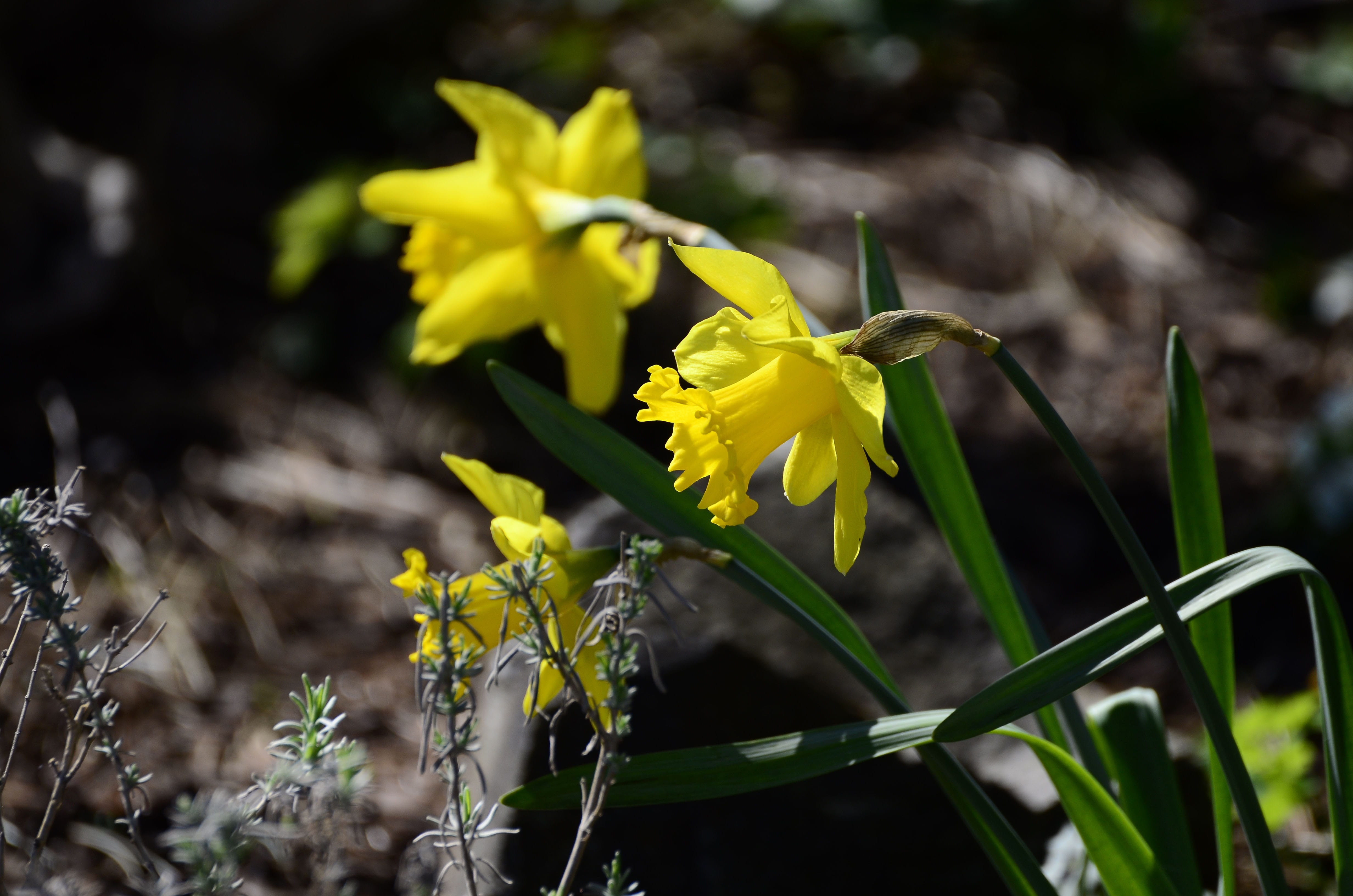 blossom, narcissus, vulnerability, flower, inflorescence, nature, flower head, plant, no people, yellow flower, bloom, springtime, garden spring, daffodils, HD Wallpaper