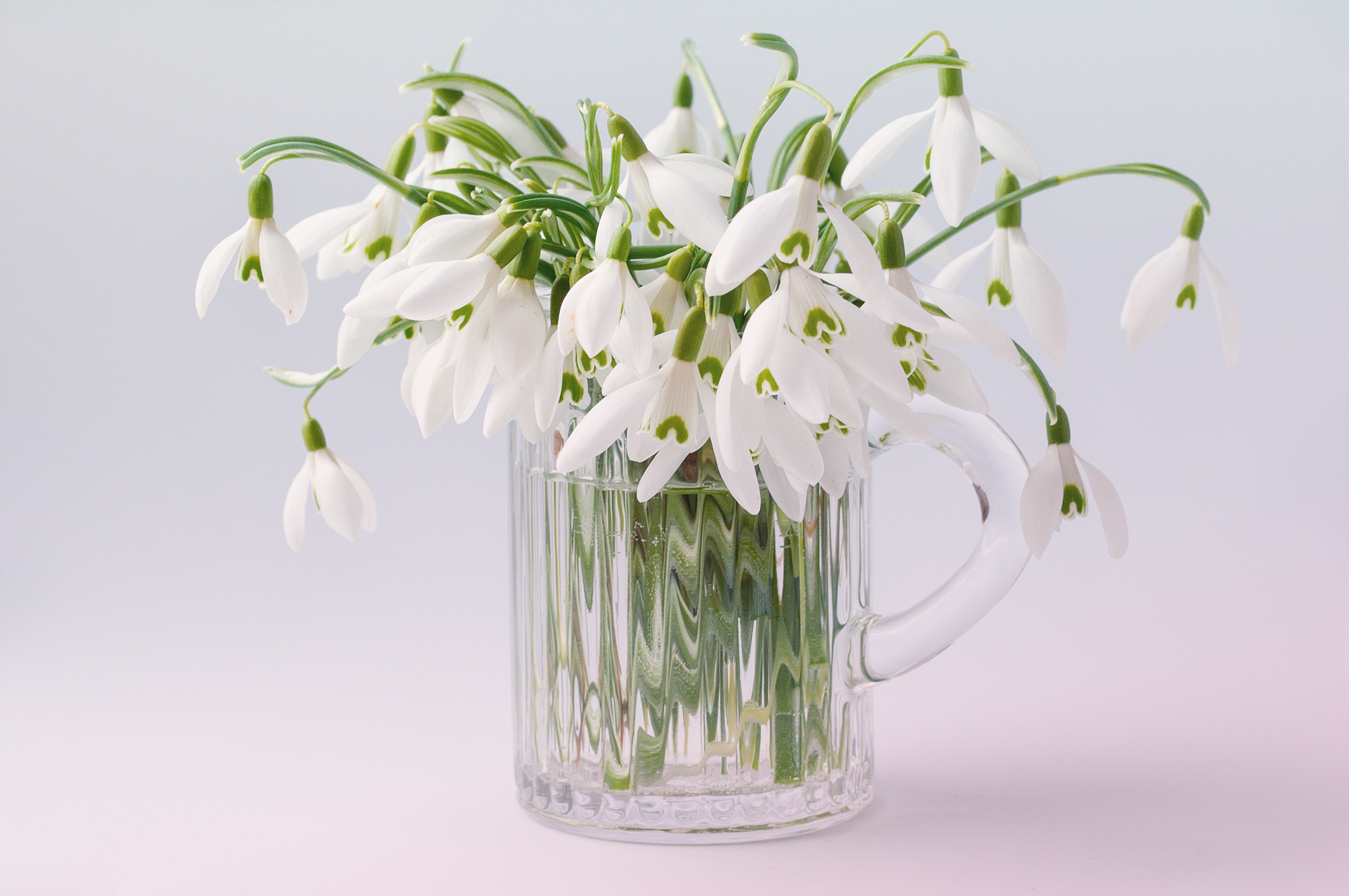 petal, close, glass - material, fragility, pitcher, no people, harbinger of spring, spring, vulnerability, flower, decoration, bunch of flowers, vase, close-up, HD Wallpaper