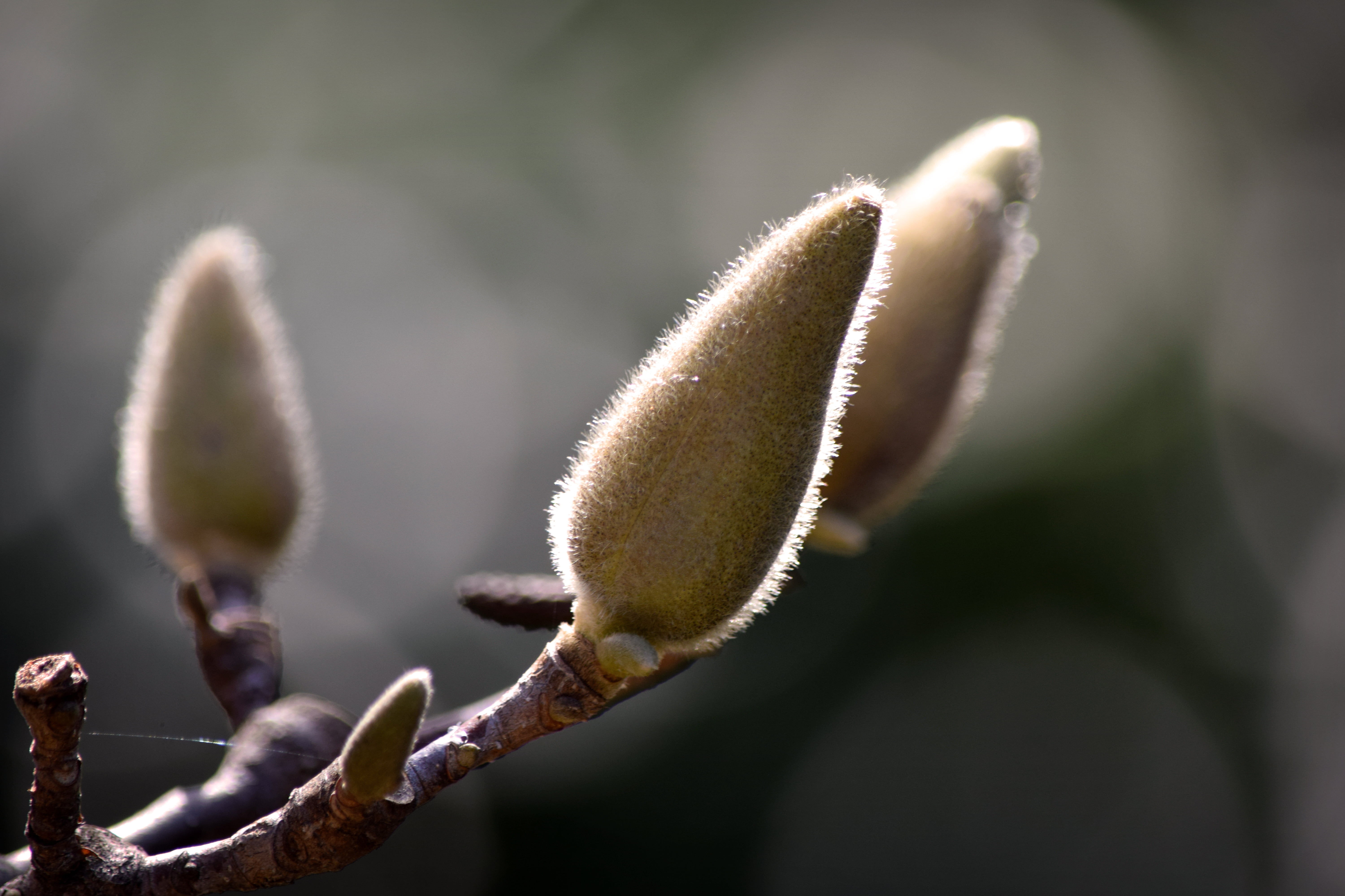 5K, botanical, nature, close-up, branch, photography, outdoor, close, Waiting, bud, leaf, green Color, macro, washington  dc, flower, springtime, nikon  d3300, HD Wallpaper