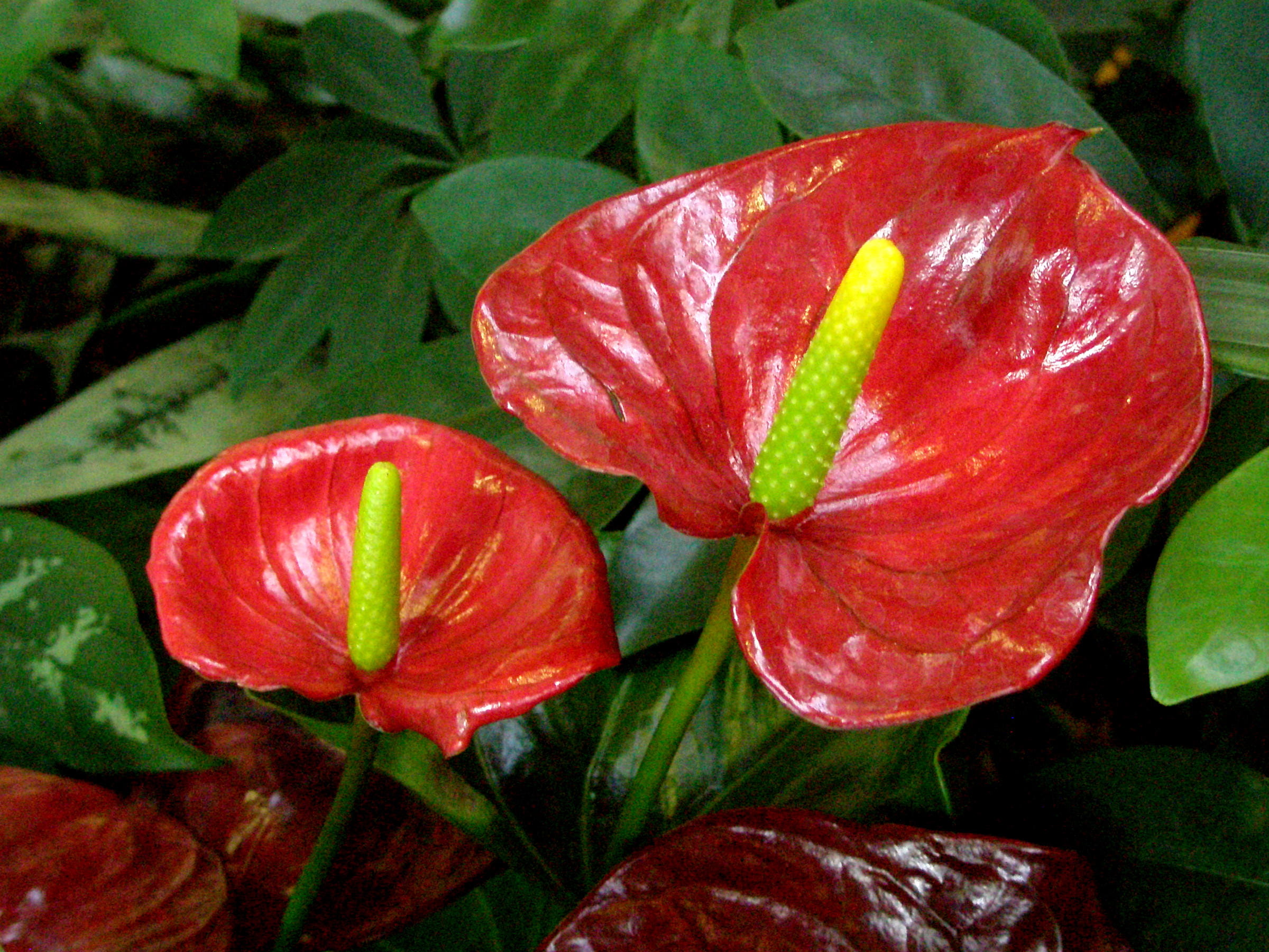 anthurium, flowering plant, red, 1080P, flower, growth, drop, beauty in nature, nature, leaf, close-up, flower head, blooms, tropical, plant part, petal, HD Wallpaper