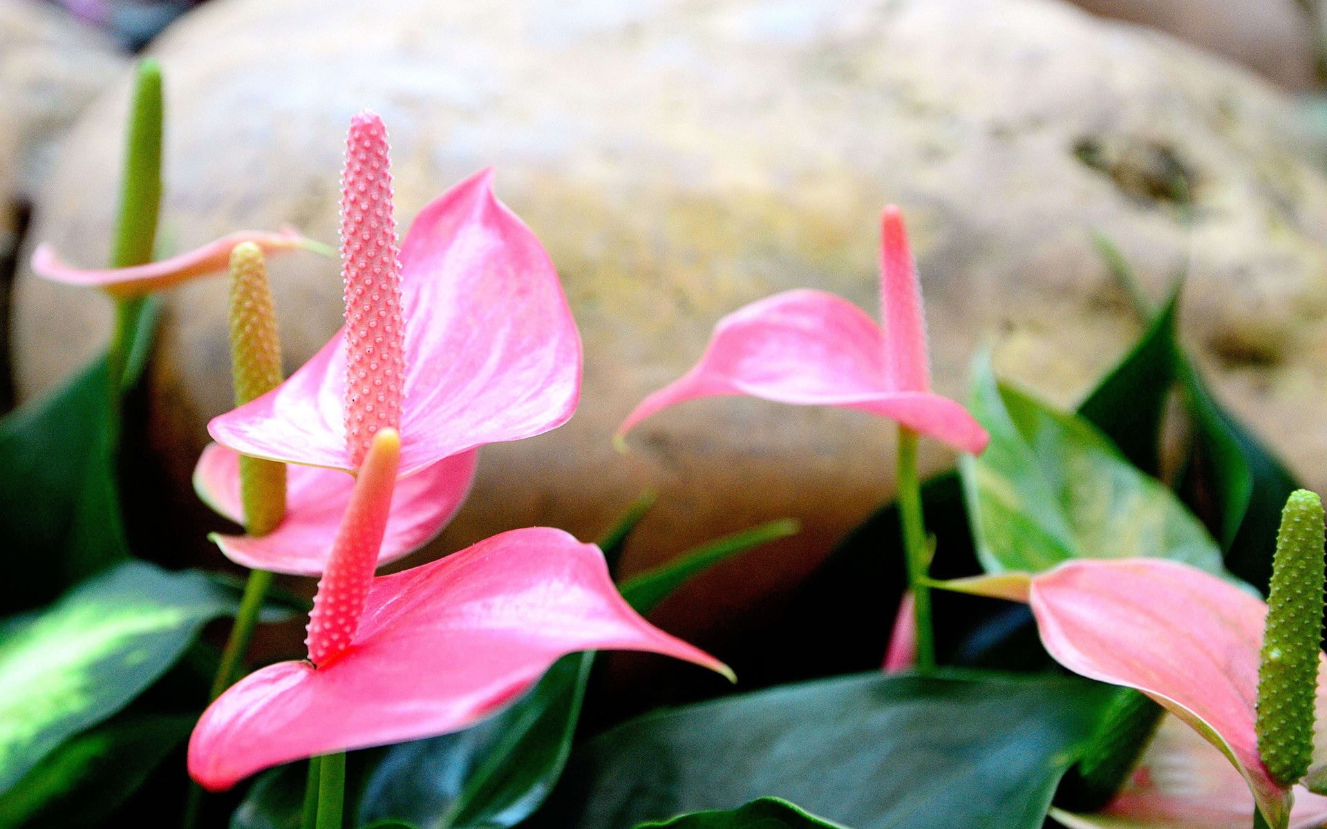 springtime, anthurium, outdoors, summer, fragility, no people, flowering plant, beauty in nature, rose, beautiful, pink, freshness, leaf, flower head, flowers, HD Wallpaper