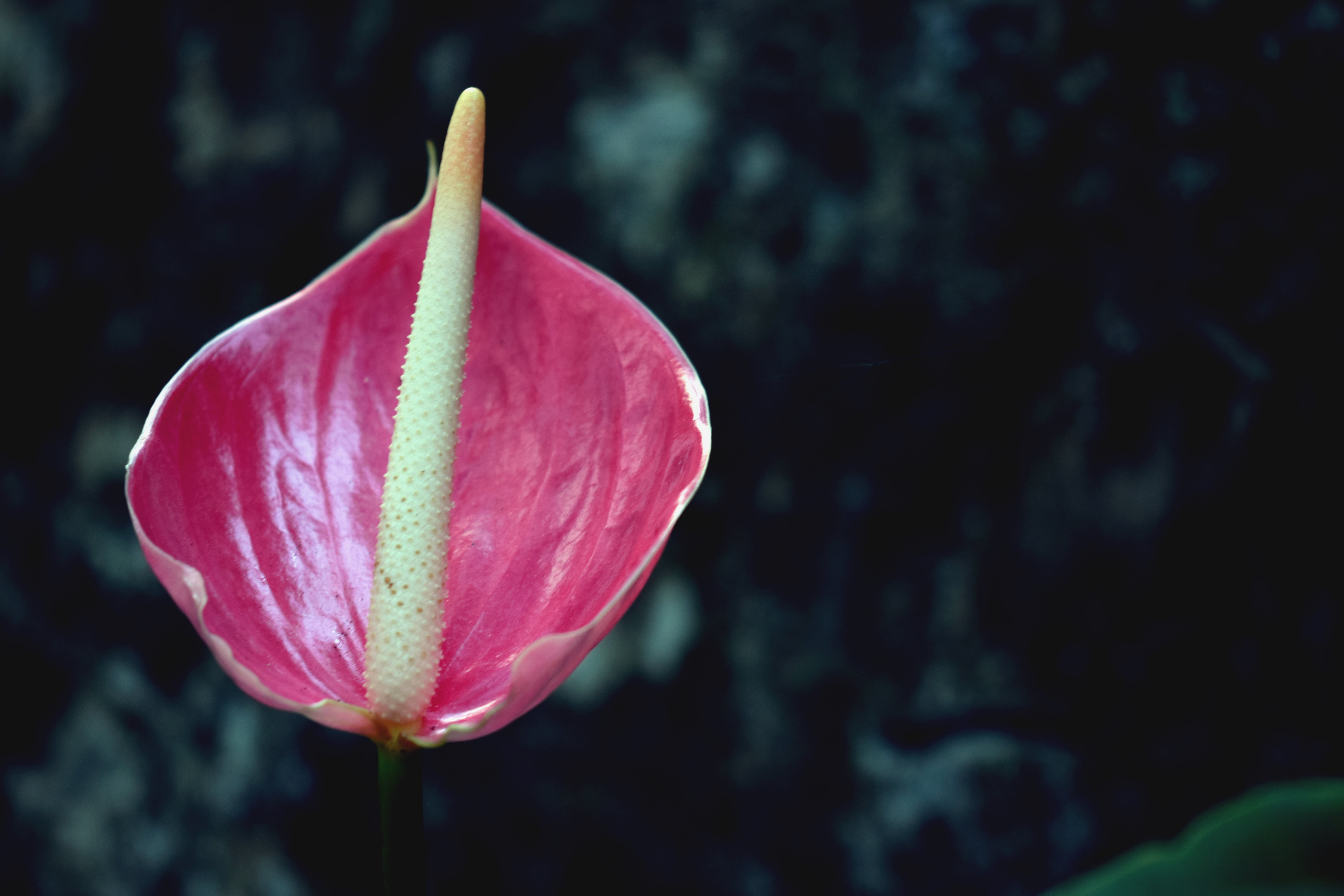 green Color, plant, flower, new life, beginnings, single Flower, red, pink, purple, freshness, pink Color, inflorescence, fragility, growth, petal, 5K, HD Wallpaper