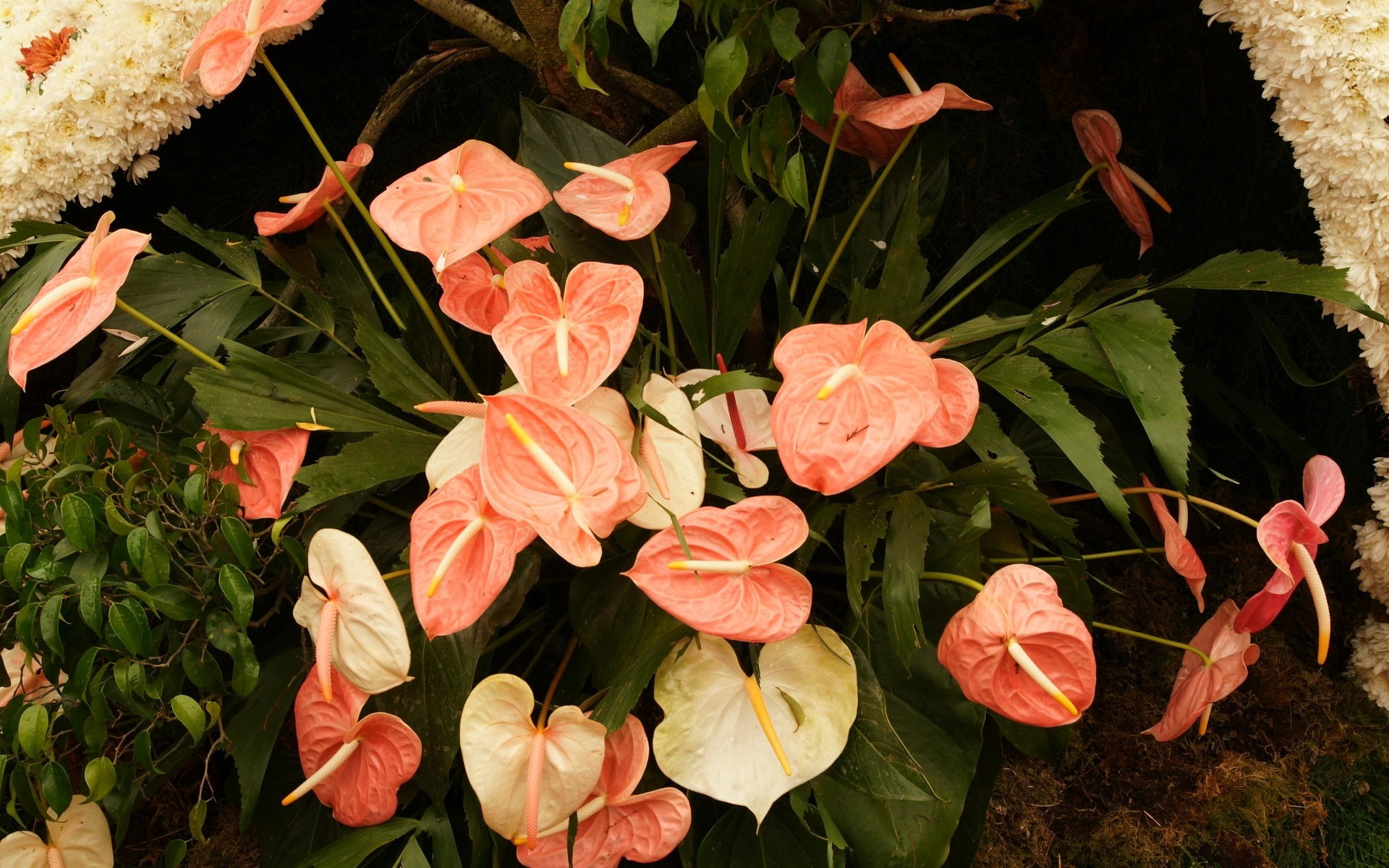 leaves, flower, 1080P, herbs, anthurium, HD Wallpaper