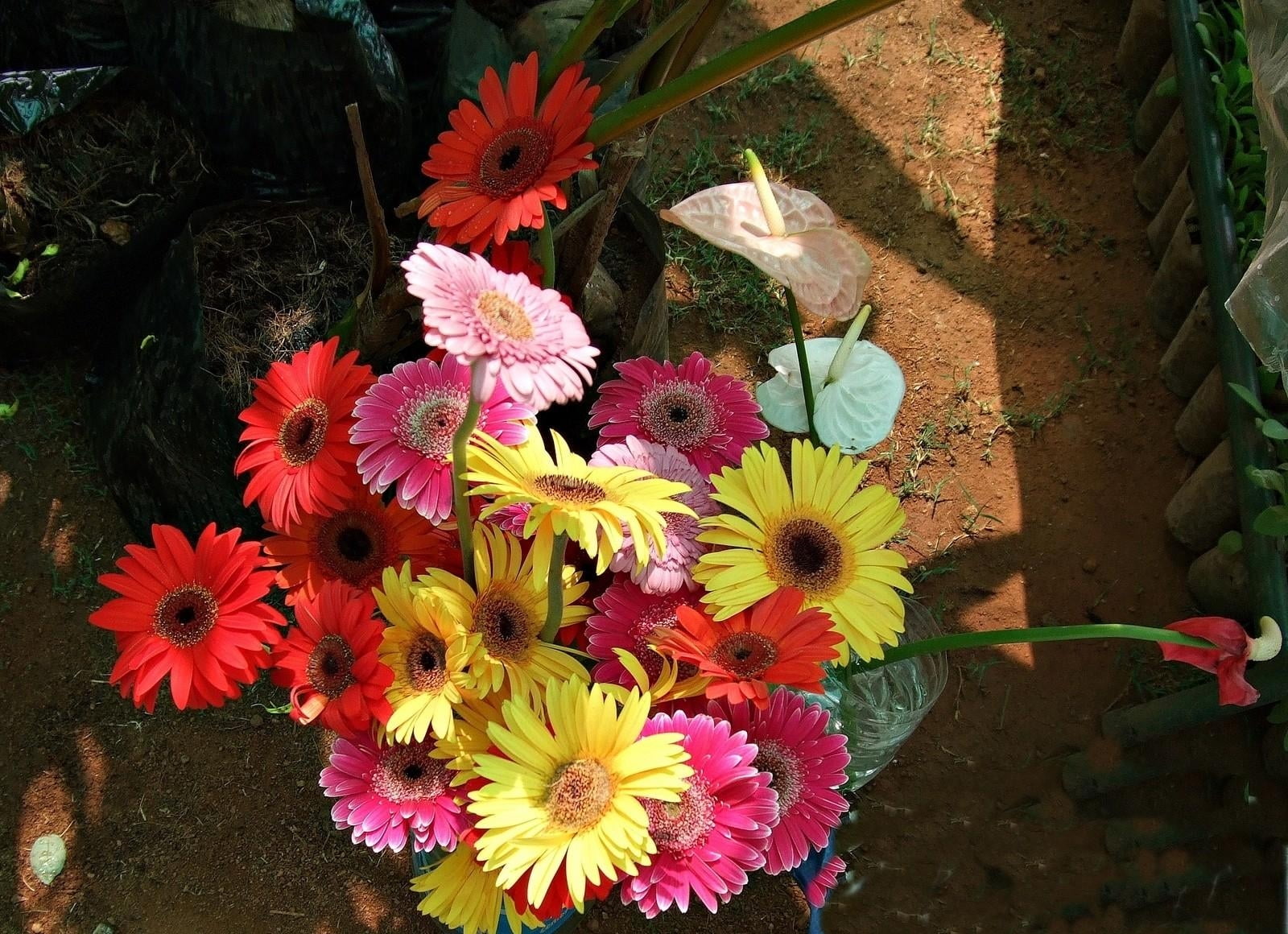 front or back yard, no people, anthurium, beauty In Nature, flower Head, freshness, 720P, close-up, plant, daisy, growth, gazania, flower arrangement, HD Wallpaper