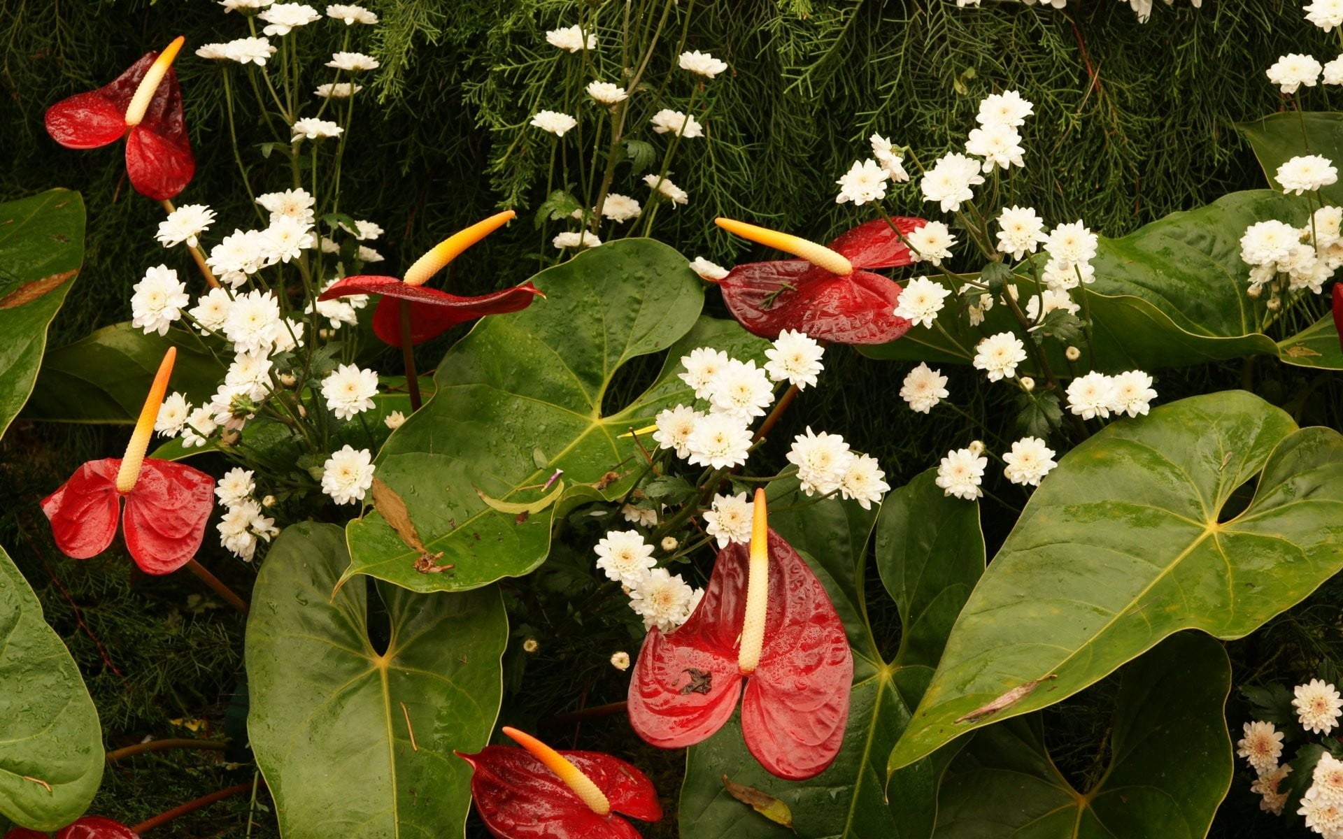 green Color, decoration, blossom, water, petal, flowers, fragility, season, multi Colored, anthurium, pink Color, needles, leaf, flower Head, nature, drops, HD Wallpaper