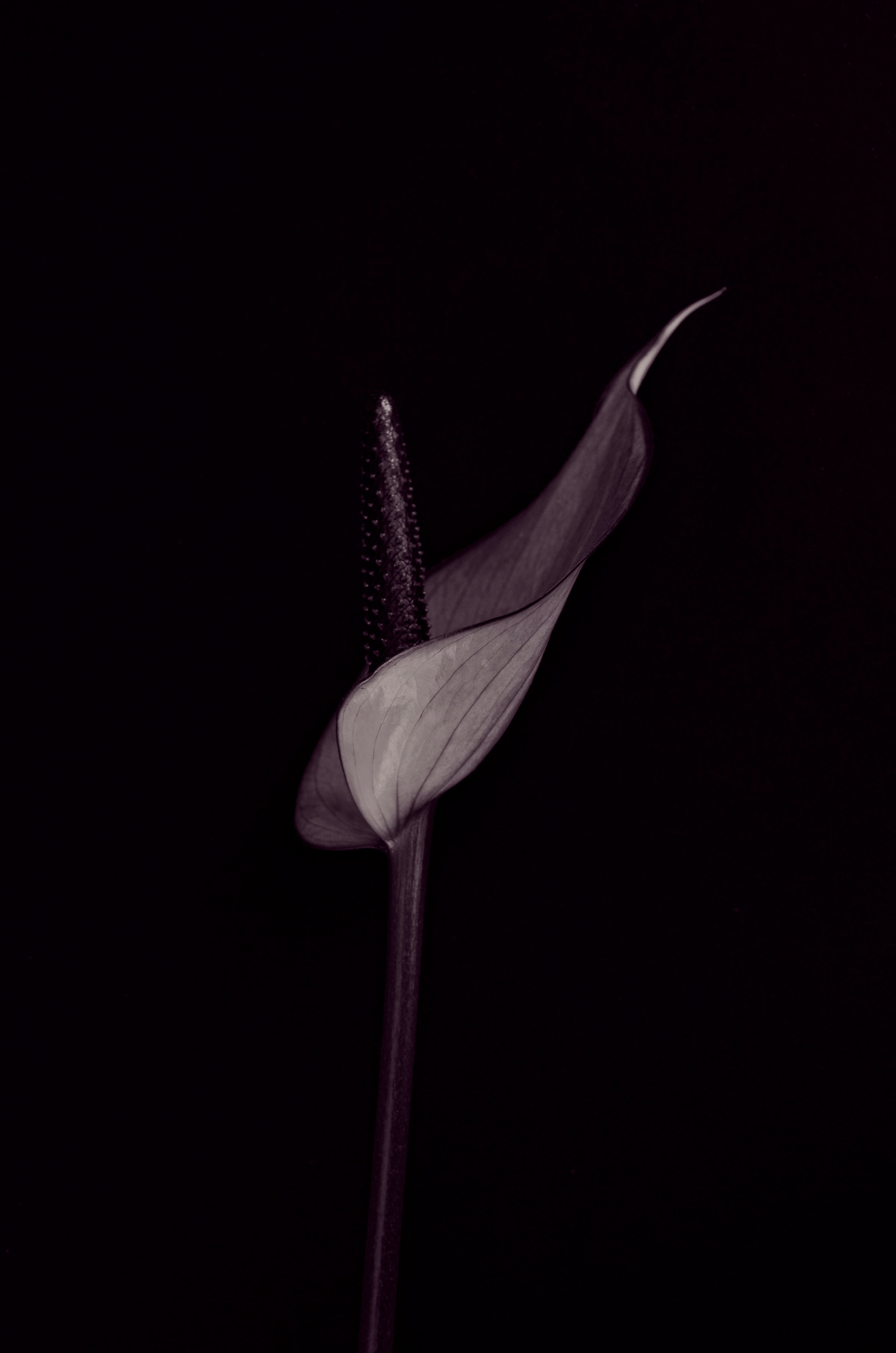 beauty in nature, bloom, indoors, black Color, 4K, close-up, anthurium, flower, no people, blossom, luxury, nature, food, vegetable, wellbeing, purple, Phone HD Wallpaper
