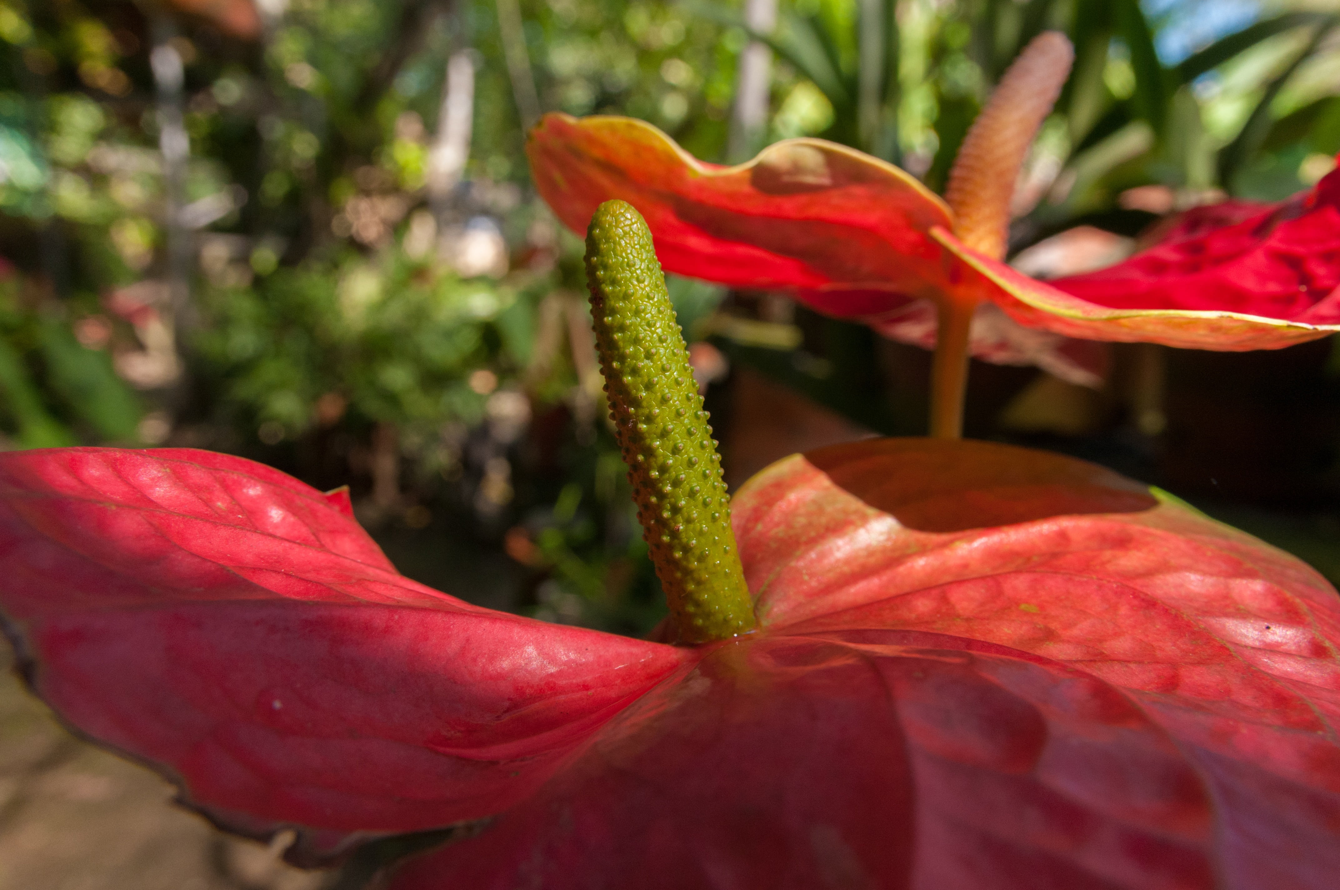 anthurium crassinervium, flowering plant, beauty in nature, growth, no people, large leaf, day, pollen, colorful, tropical, plant, foliage, lily, maroon, HD Wallpaper