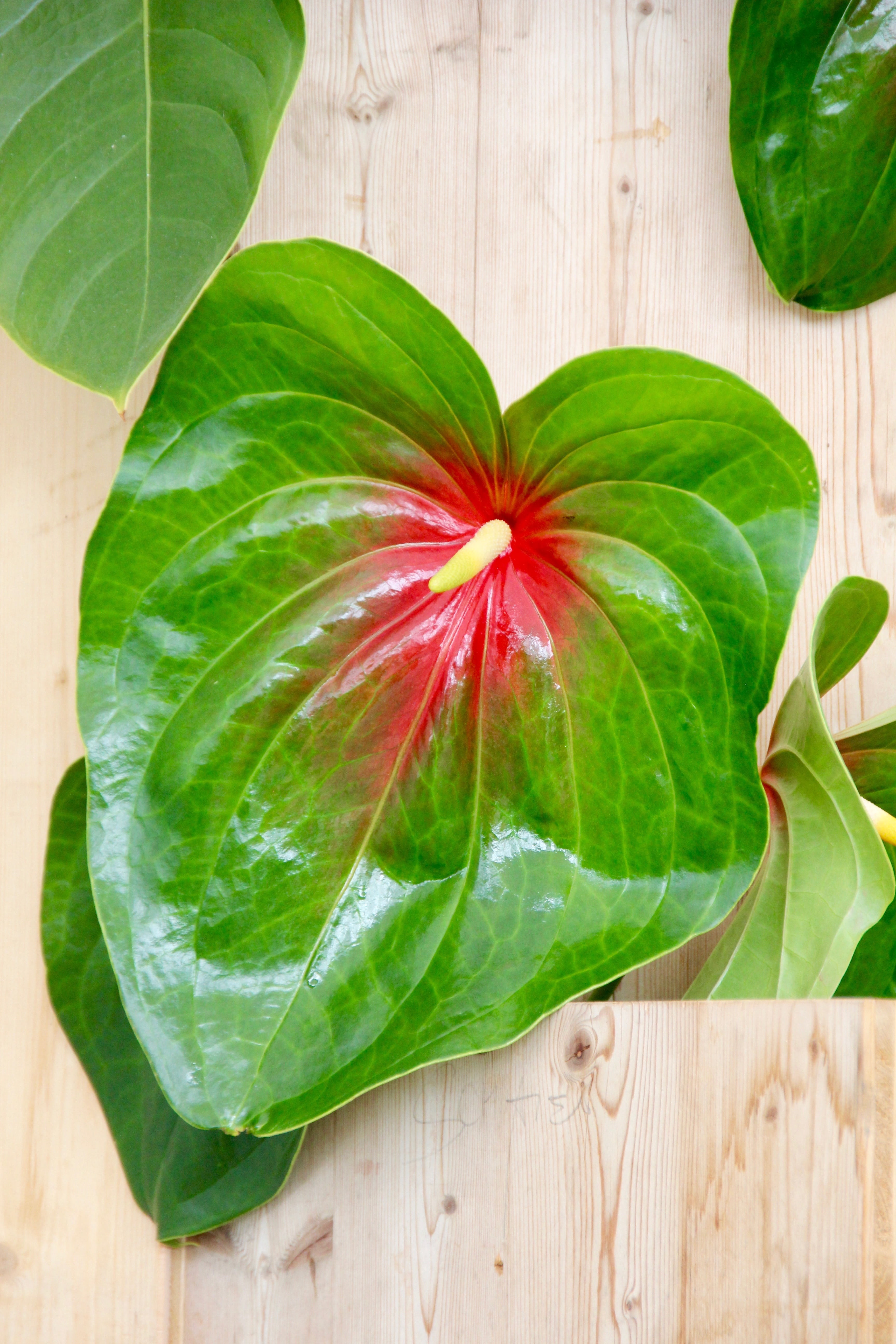 high angle view, 5K, blossom, bloom, herb, flamingo flower, plant part, anthurium, table, food, food and drink, slice, green Color, fruit, leaf, freshness, Phone HD Wallpaper