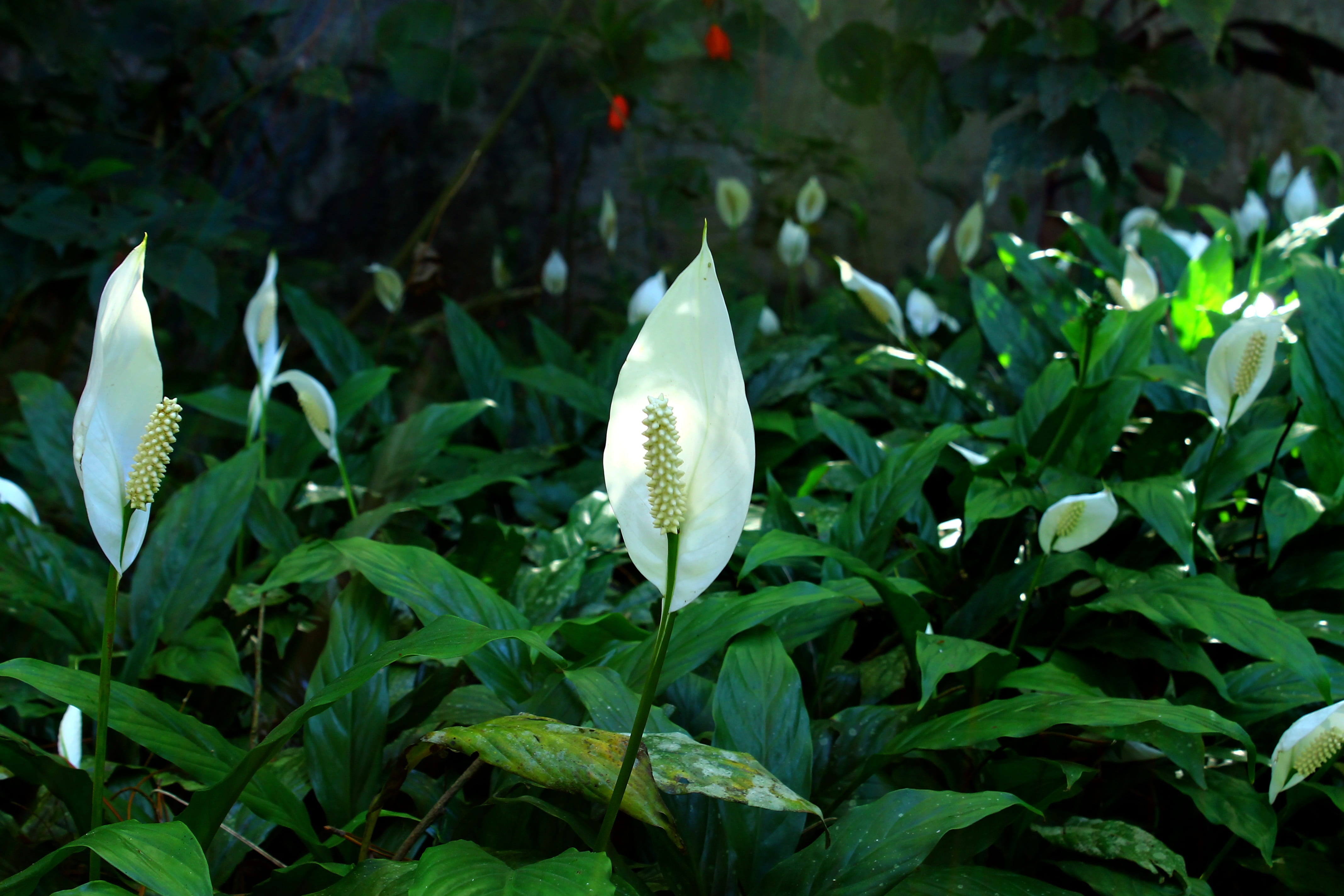 fragility, white flower, garden, flower, beauty in nature, vulnerability, decoration, growth, no people, outdoors, white, white color, peace lily, nature, HD Wallpaper