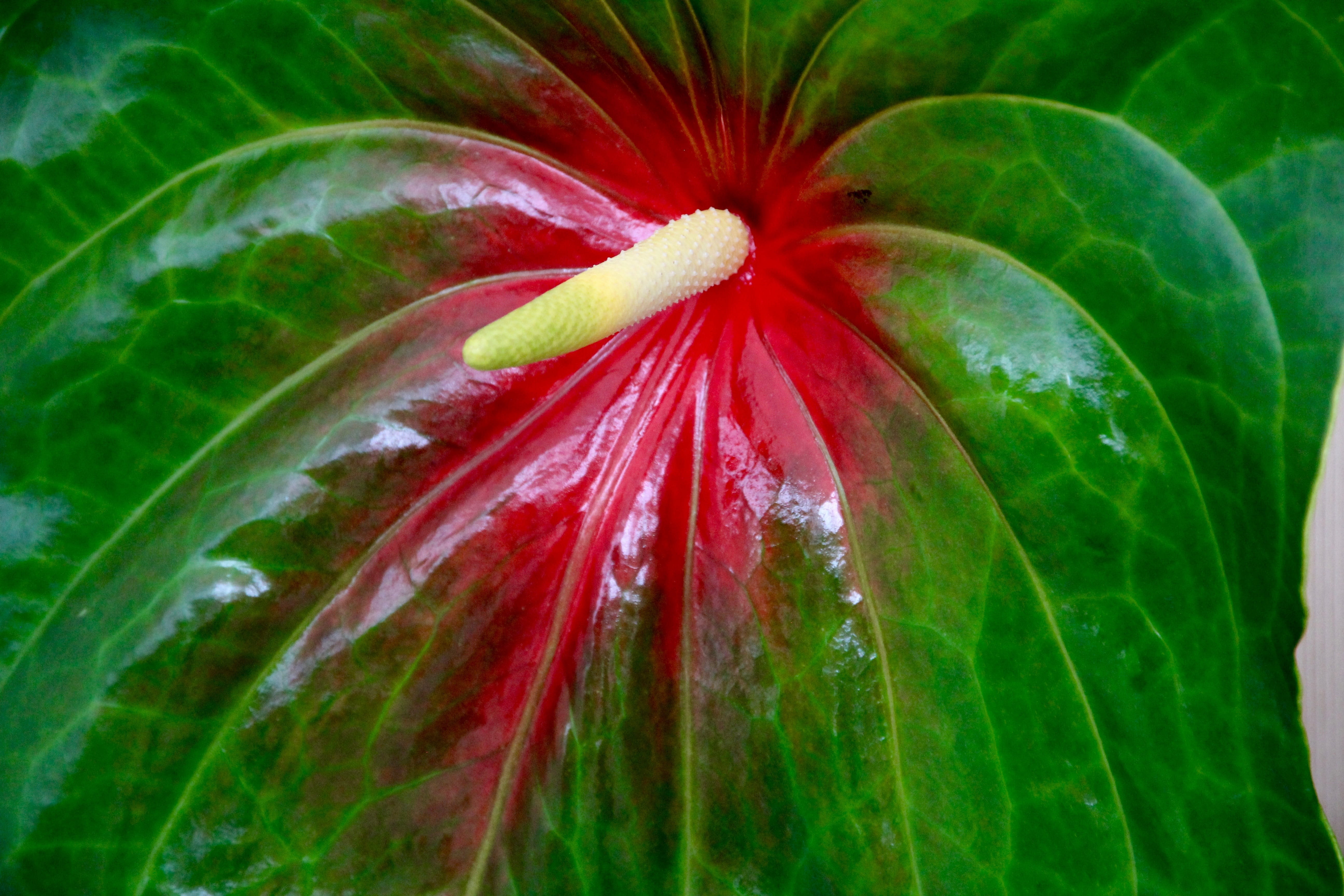 blossom, green color, beauty in nature, nature, bloom, outdoors, fragility, petal, full frame, plant, flower, vulnerability, water, flamingo flower, close-up, HD Wallpaper