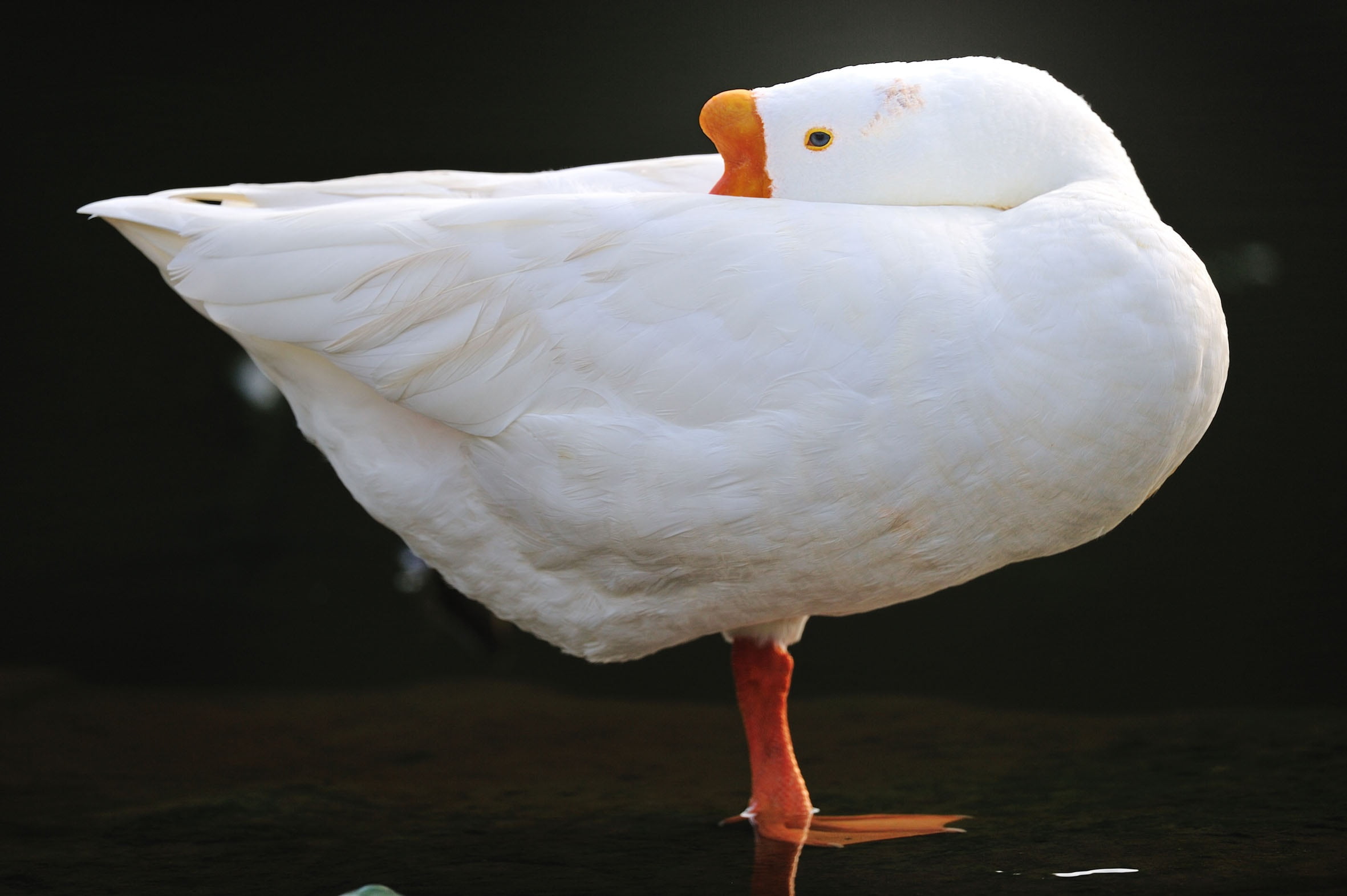 1080P, black background, nature, big, vertebrate, fauna, single top, animals in the wild, feather, white, beak, water, animal body part, white color, close-up, HD Wallpaper