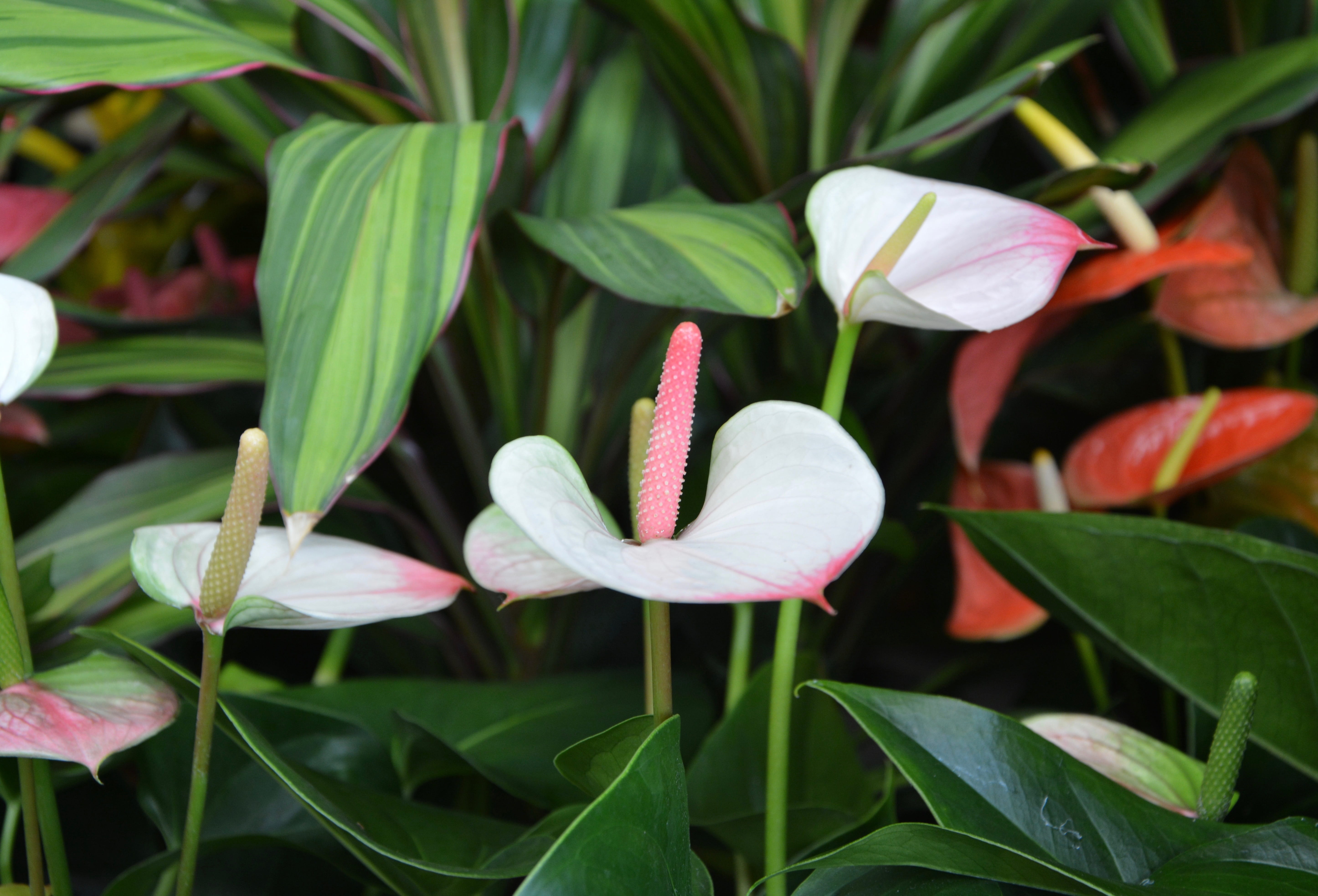 no people, beauty in nature, green, plant, offer, pink color, outdoors, anthurium andreanum mix, close-up, growth, inflorescence, fragility, plant part, HD Wallpaper