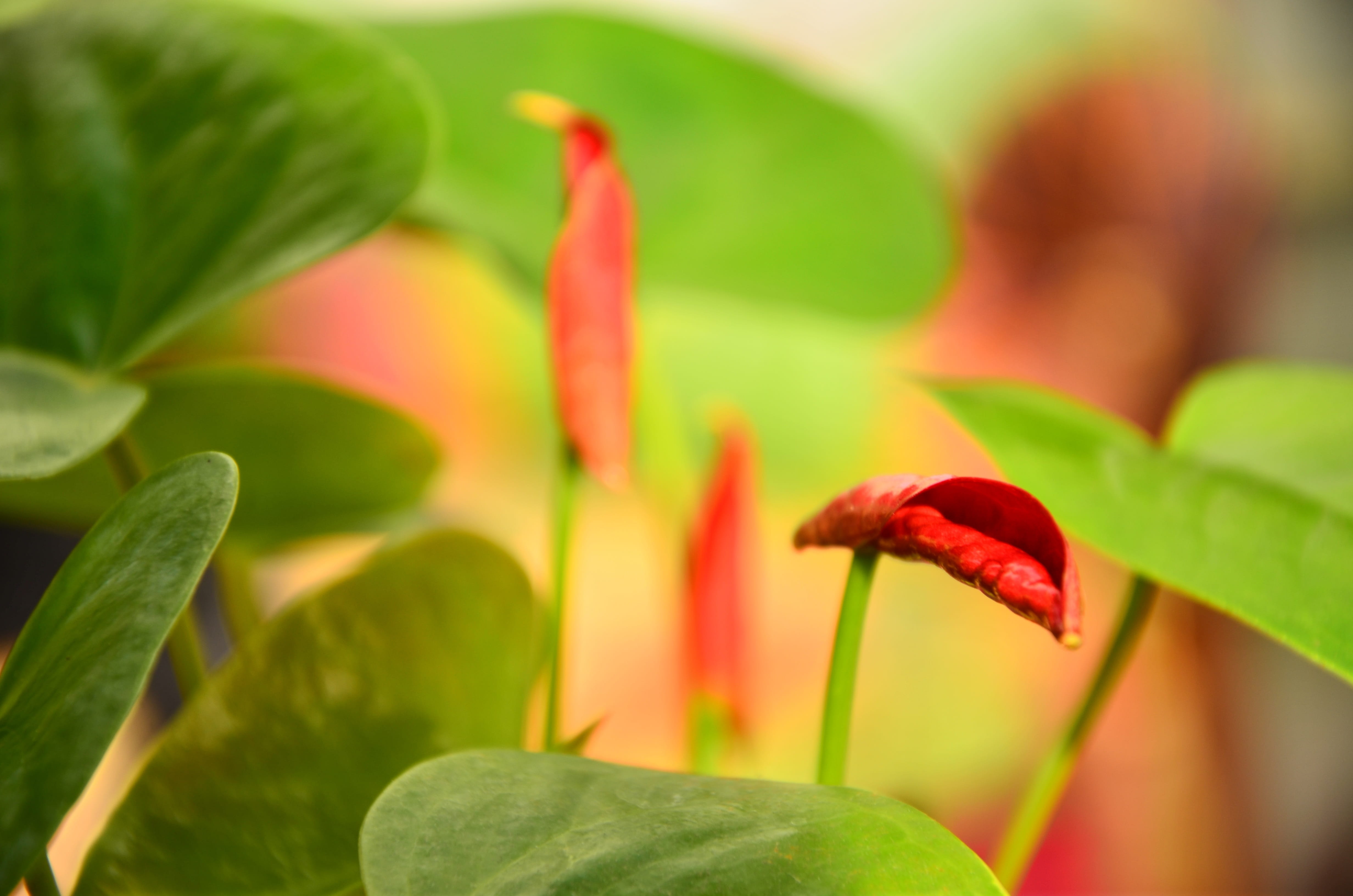 flowering plant, yellow, springtime, flower, petal, green, green color, nature, outdoors, plant part, beginnings, close-up, focus on foreground, plant, HD Wallpaper