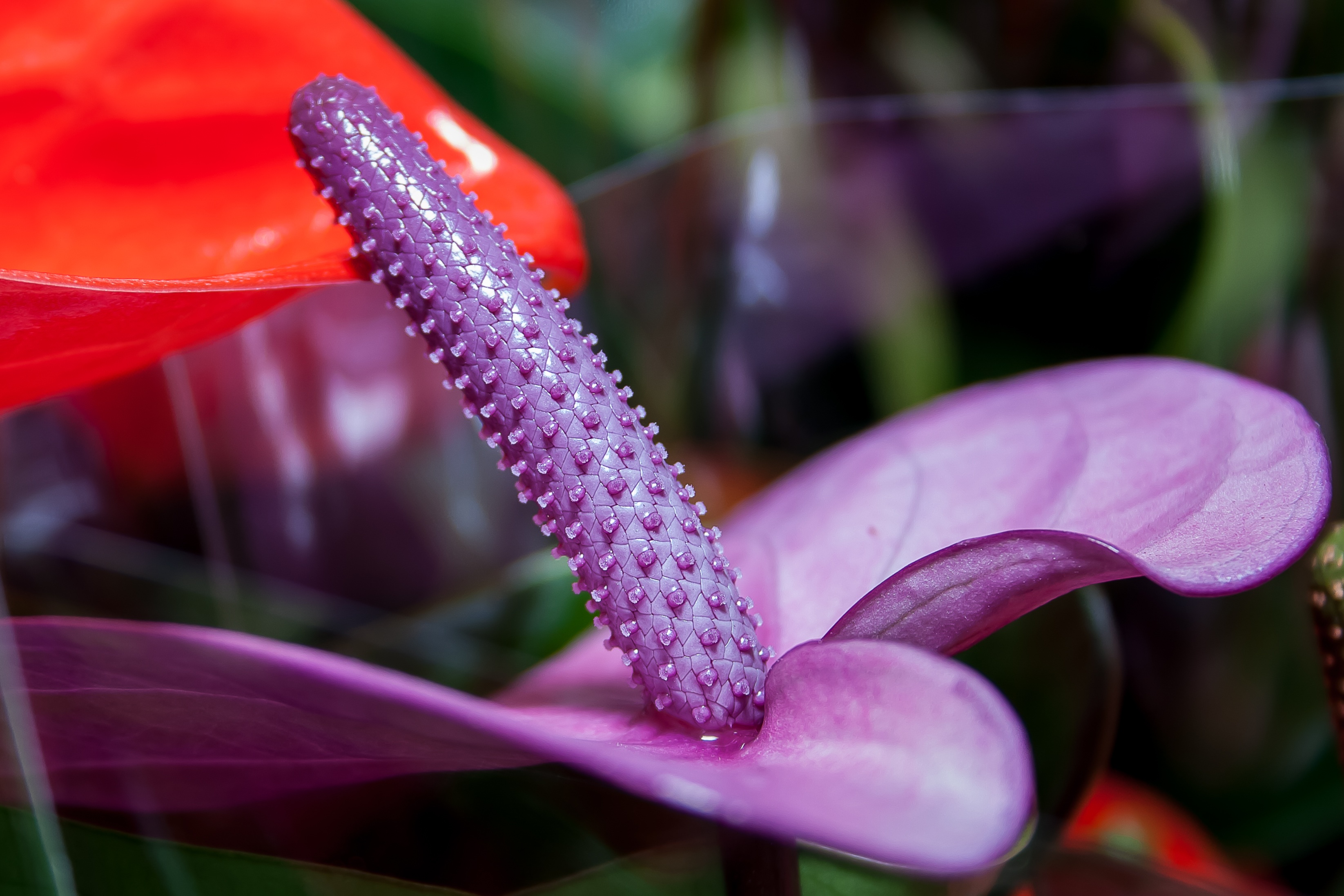purple flower, selective focus, flowering plant, focus on foreground, anthurium, fragility, flamingo flower, day, petal, close-up, plant, close, freshness, HD Wallpaper