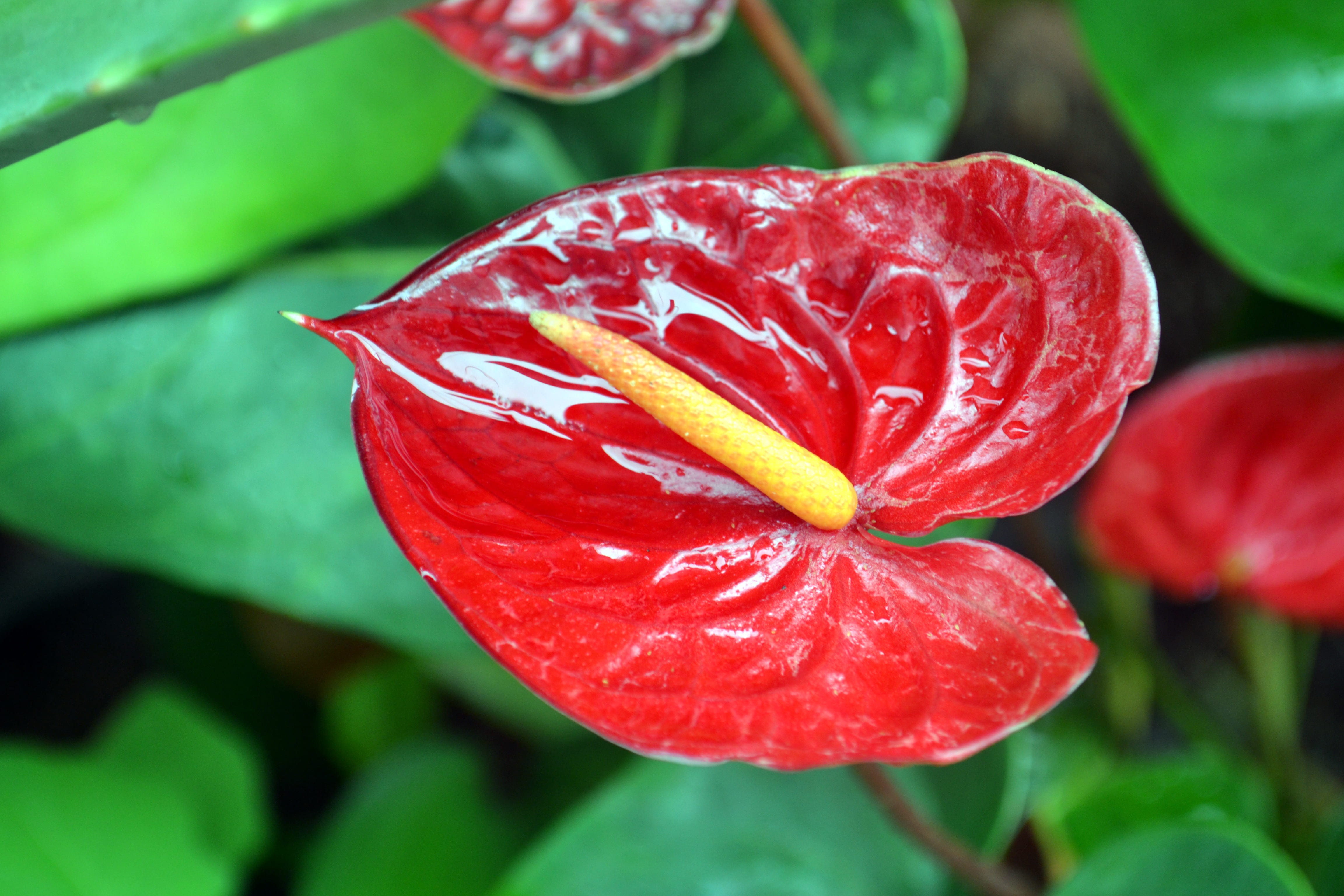 flower, growth, red flower, leaves, anthurium, close-up, garden, no people, life, flower of the field, flower head, petal, plant, gardening, vulnerability, HD Wallpaper