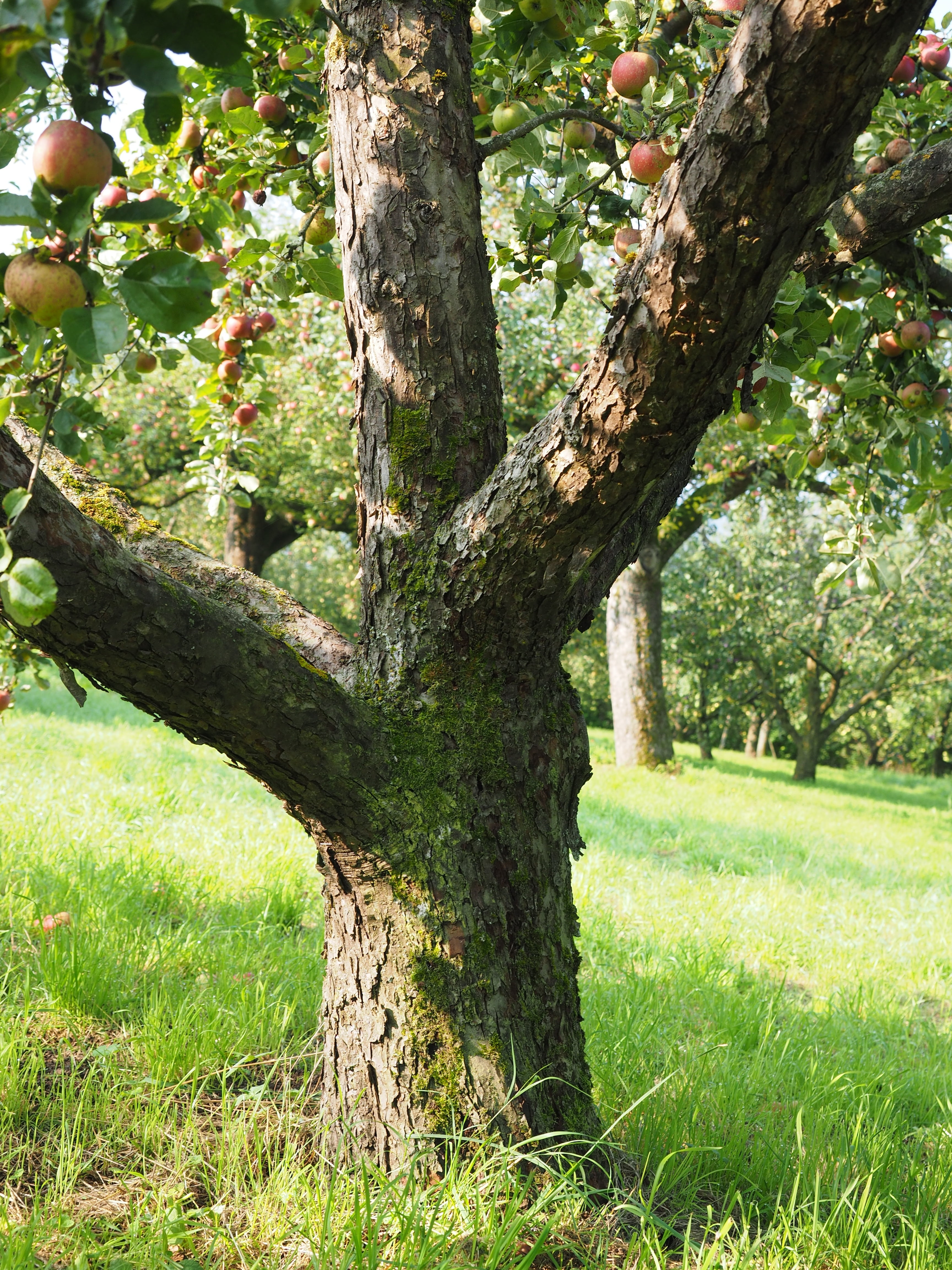 vitamins, land, tree trunk, outdoors, park, day, healthy, tranquility, green color, tree, sunlight, grass, landscape, forest, trunk, frisch, orchard, apple tree, Phone HD Wallpaper