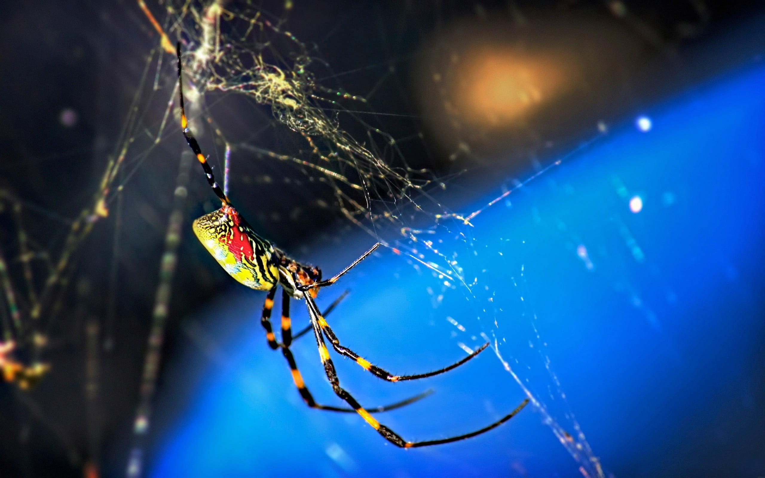 web, outdoors, no people, animal wildlife, animals Hunting, animal themes, blue, selective focus, garden Spider, insect, spider, animal, animal Leg, yellow, HD Wallpaper