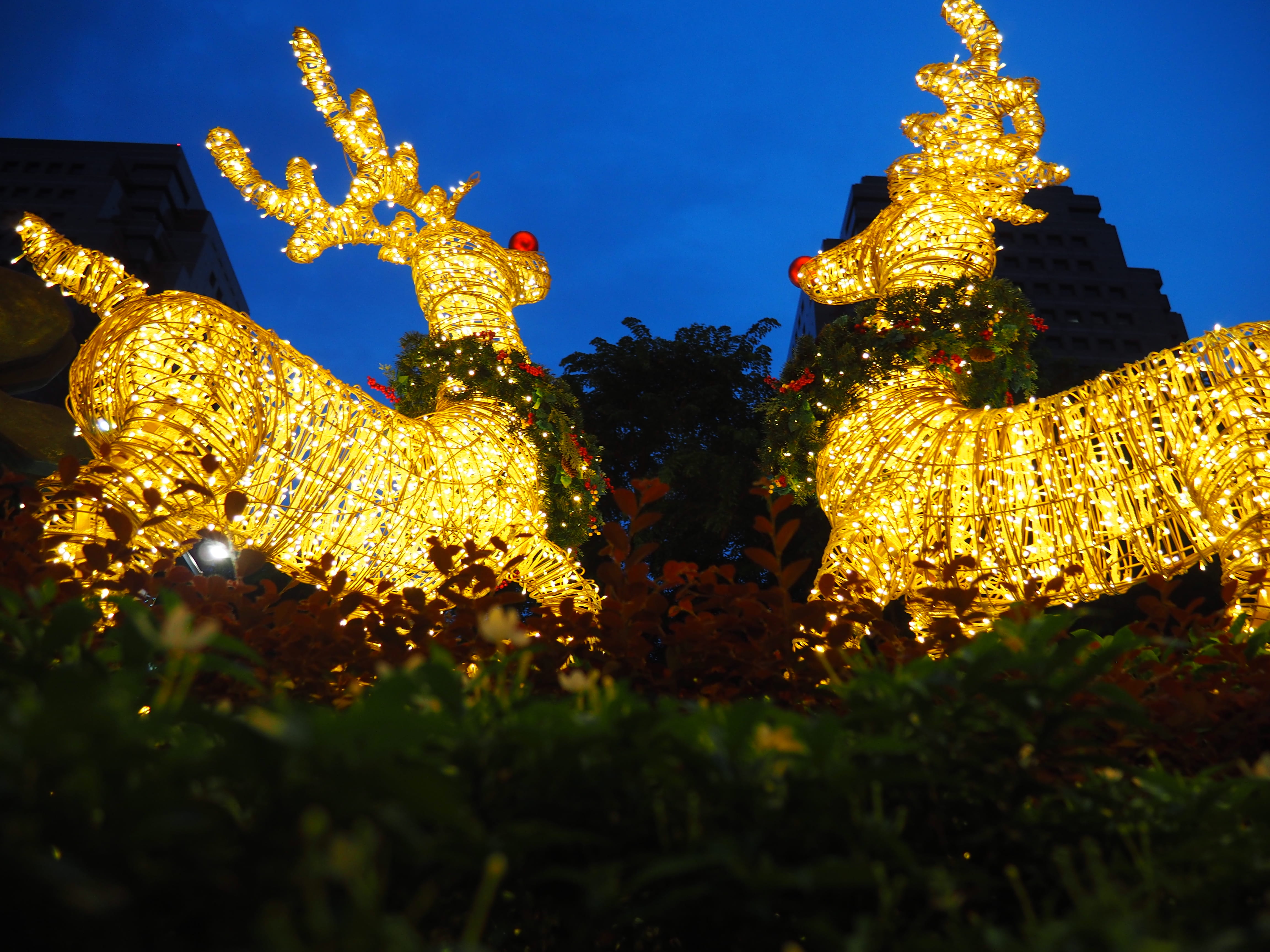 night, low angle view, orchard road, tree, outdoors, season, 4K, christmas tree, holiday, representation, light, illuminated, plant, festival, no people, HD Wallpaper