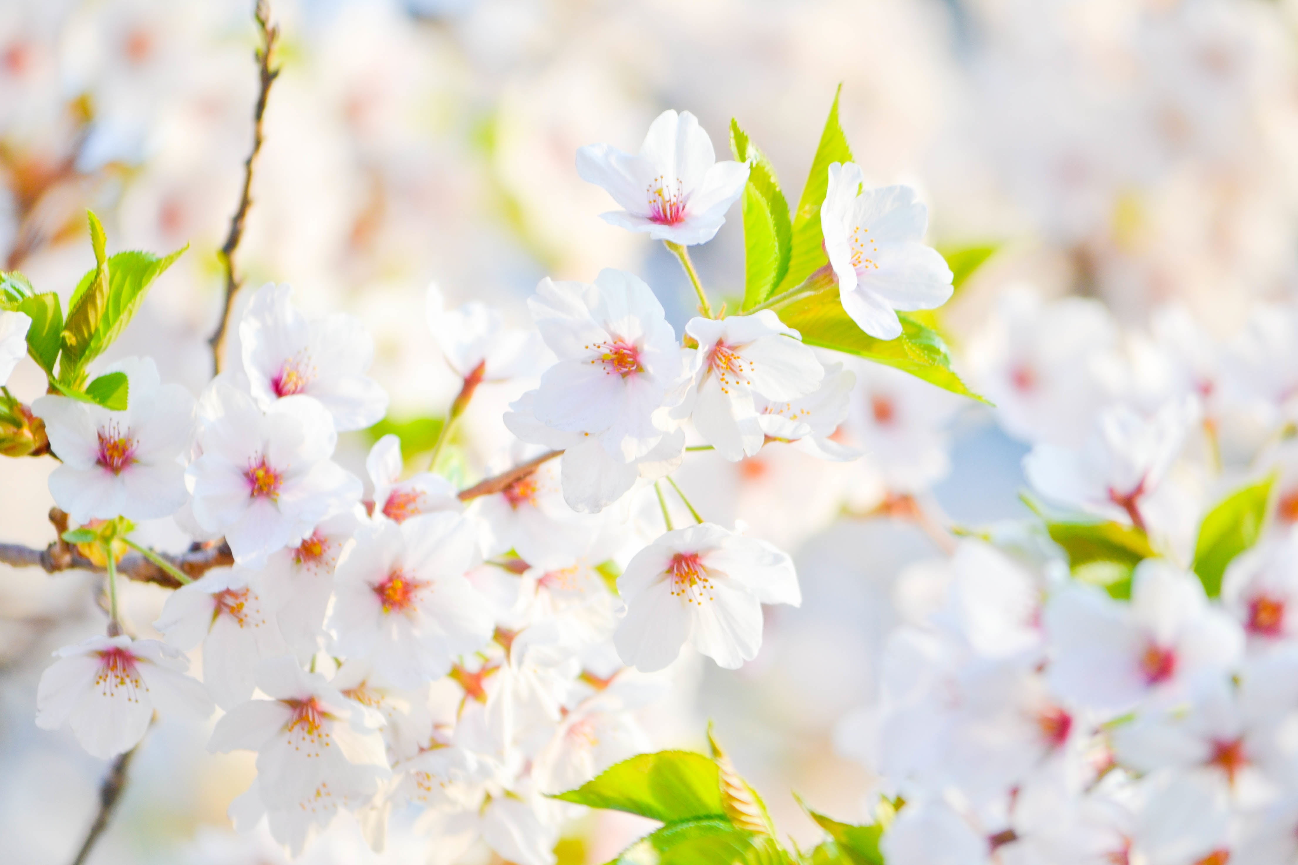 leaf, cherry Tree, orchard, white, flower, spring, close-up, flower Head, blossom, pink Color, softness, flowers, plant, pollen, freshness, growth, blossoming, HD Wallpaper