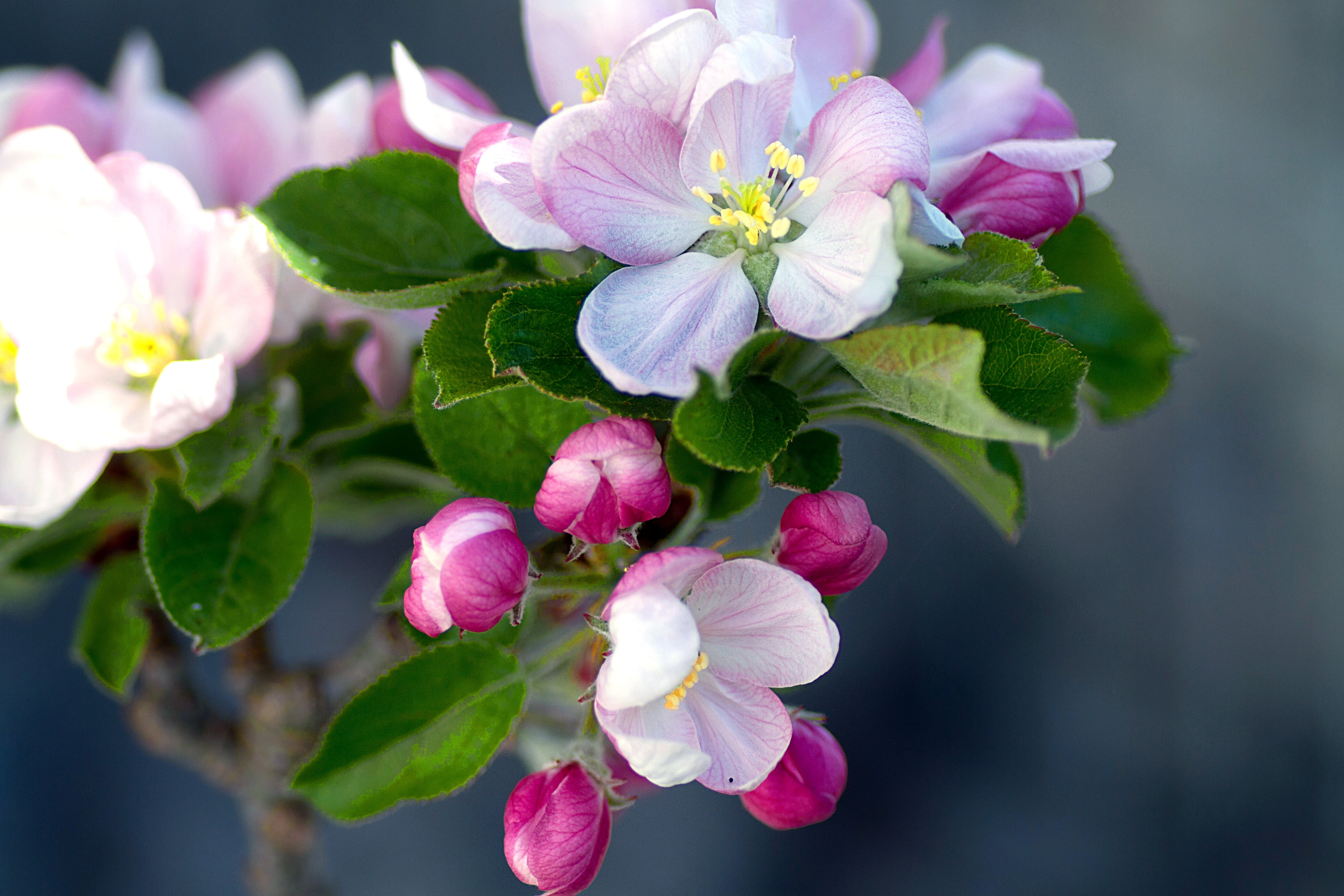 leaf, plant part, no people, nature, fragility, 4K, flower, cherry blossom, flowers, growth, macro, beauty in nature, apple tree flowers, branch, vulnerability, HD Wallpaper