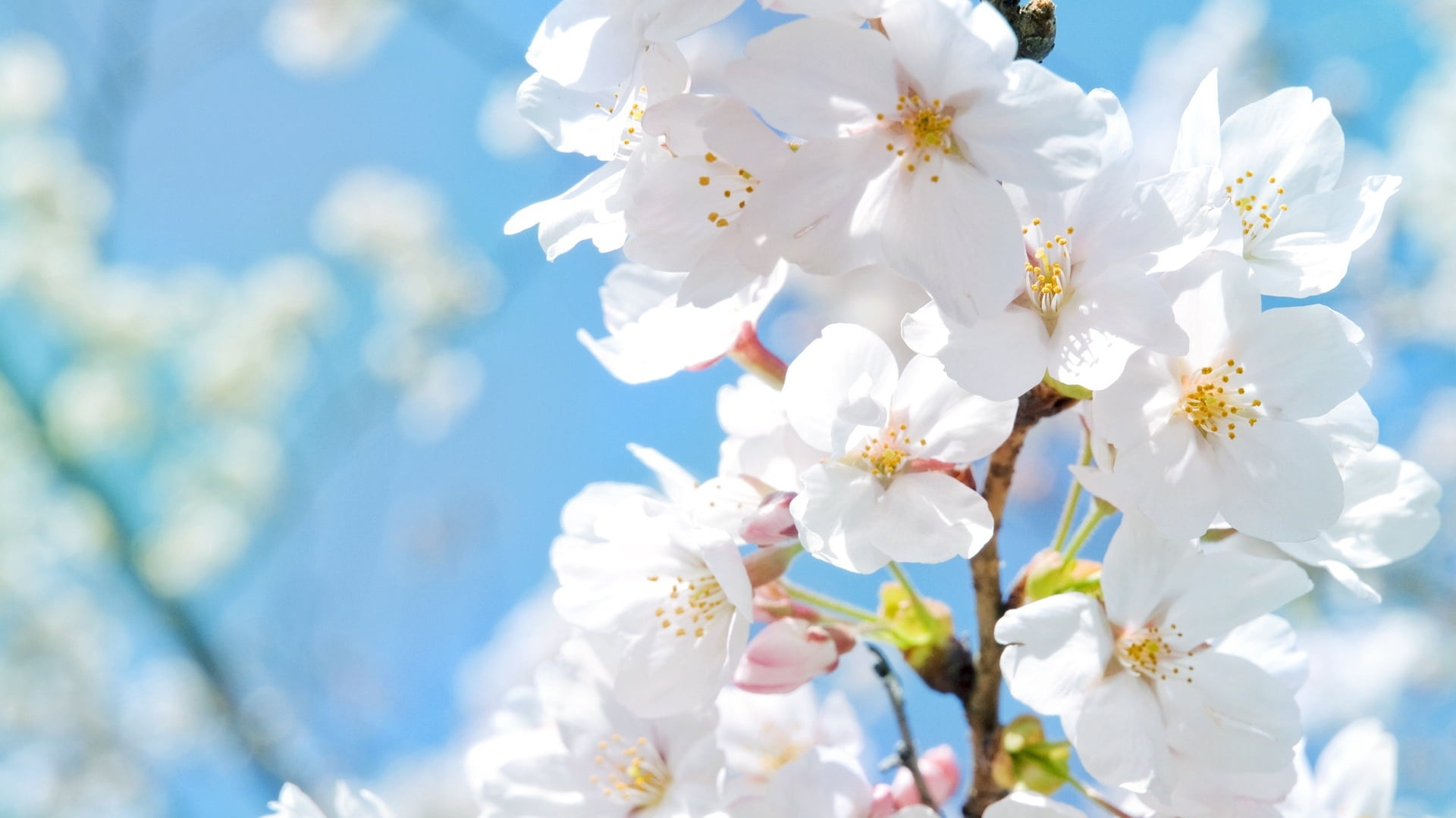 springtime, close-up, branch, sunlight, sky, blossom, blossoming, summer, cherry, flower Head, freshness, nature, japan, bud, inflorescence, plant, flower, HD Wallpaper