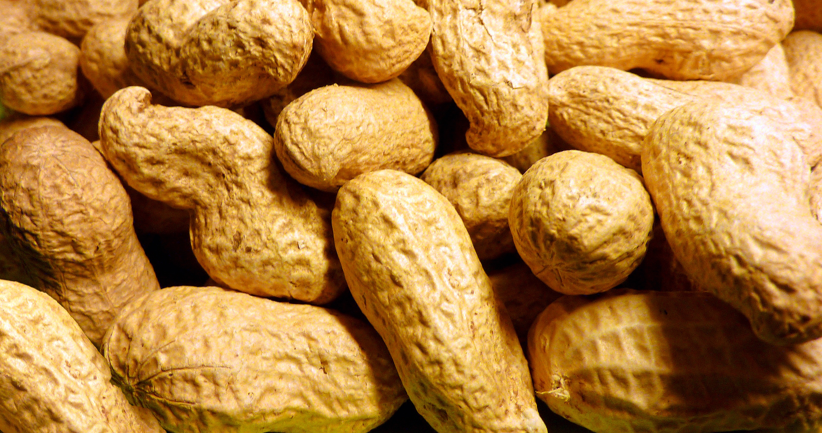indoors, food, nut - food, nuclear, nut, peanut, 2K, nuts, abundance, fruit, snack, large group of objects, wellbeing, textured, bread, bunch, no people, HD Wallpaper